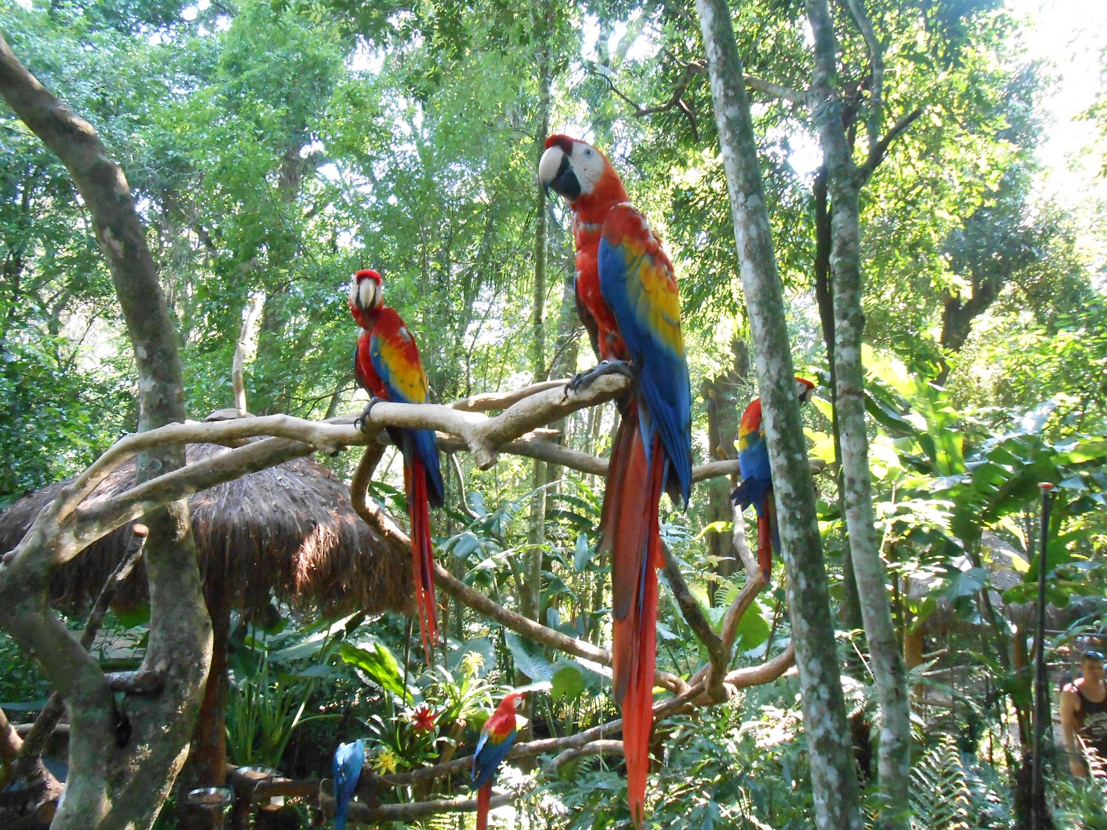 Parque das Aves — Oficiais