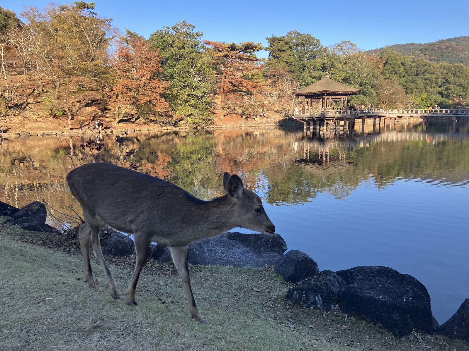 Parque de Nara — Oficiais