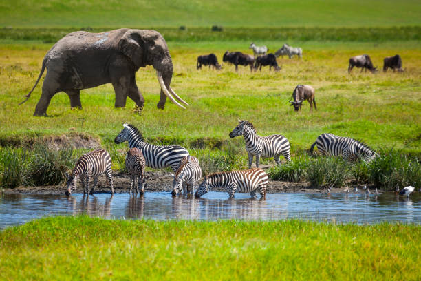 Parque Nacional de Serengeti — Oficiais