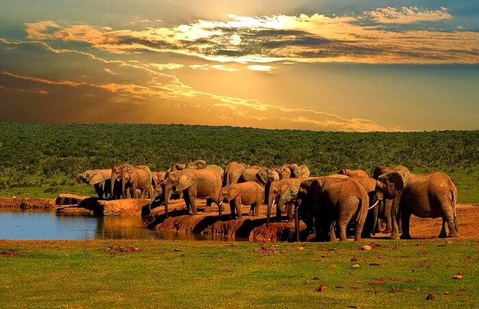 Parque Nacional dos Elefantes de Addo