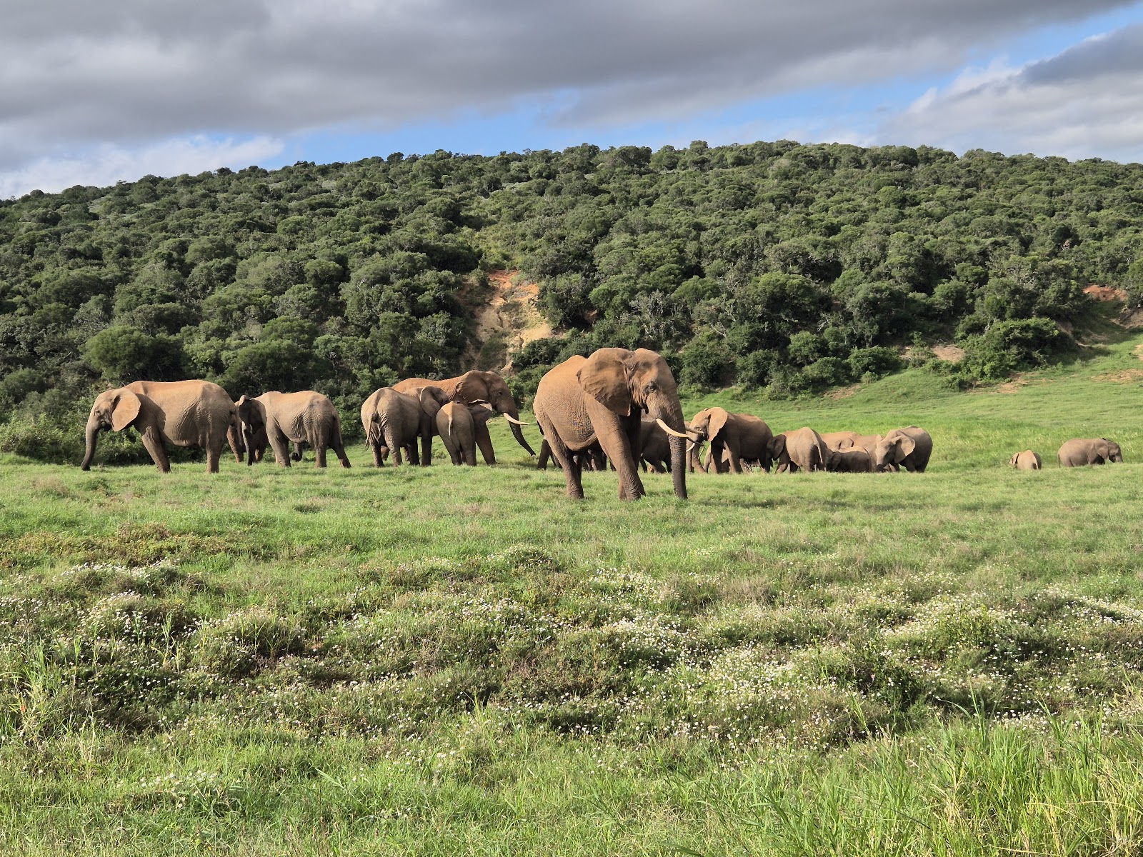 Parque Nacional dos Elefantes de Addo — Oficiais