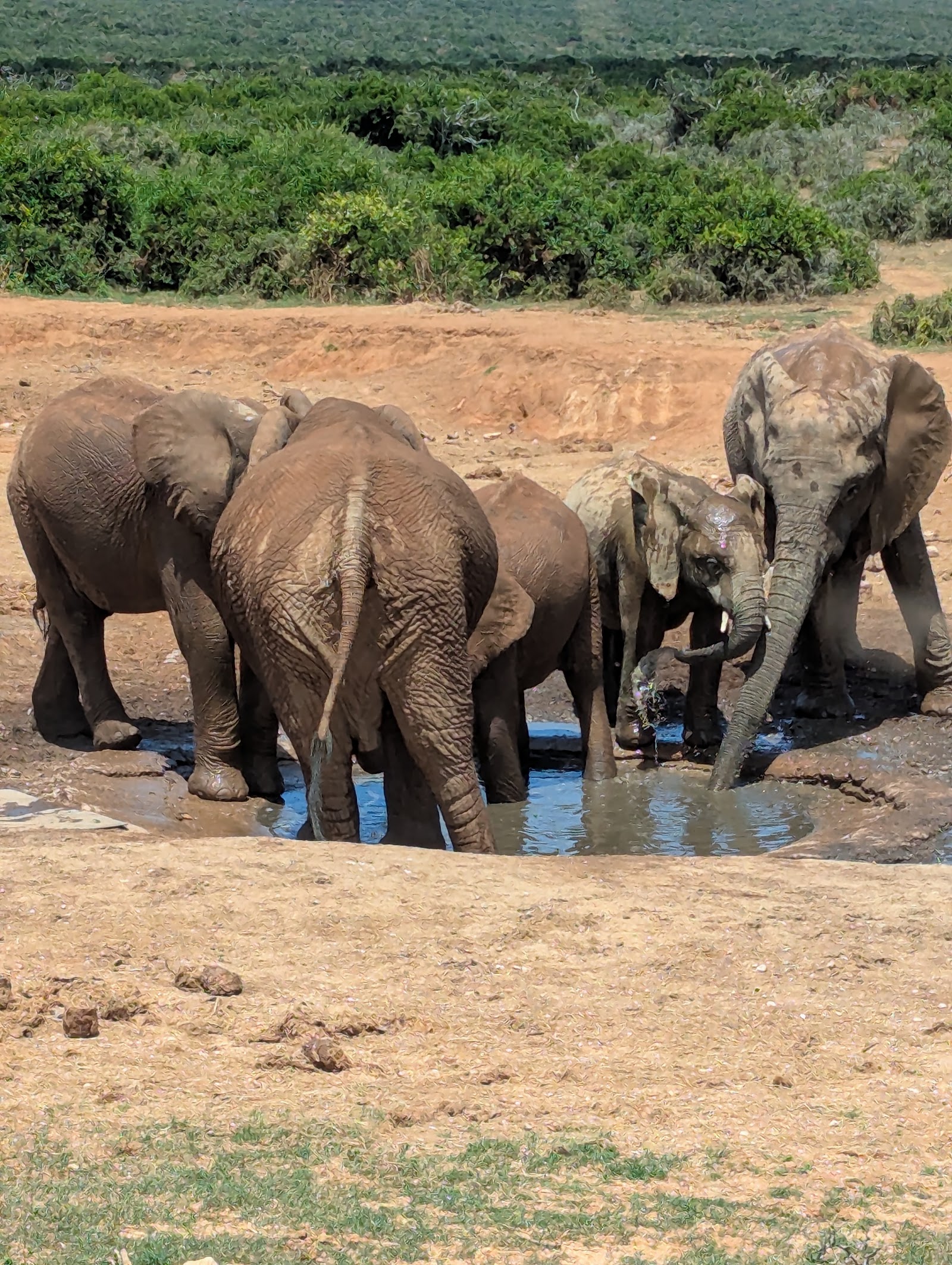Parque Nacional dos Elefantes de Addo — Oficiais