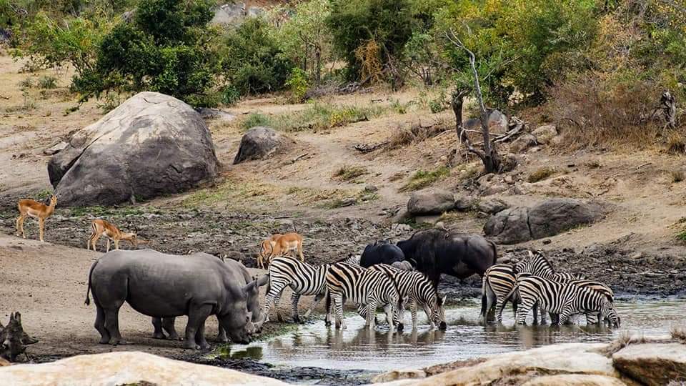 Parque Nacional Kruger — Oficiais