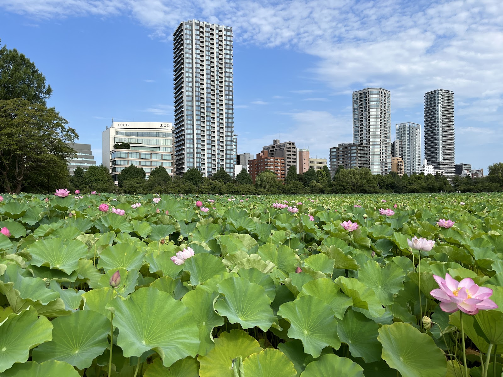 Parque Ueno — Oficiais