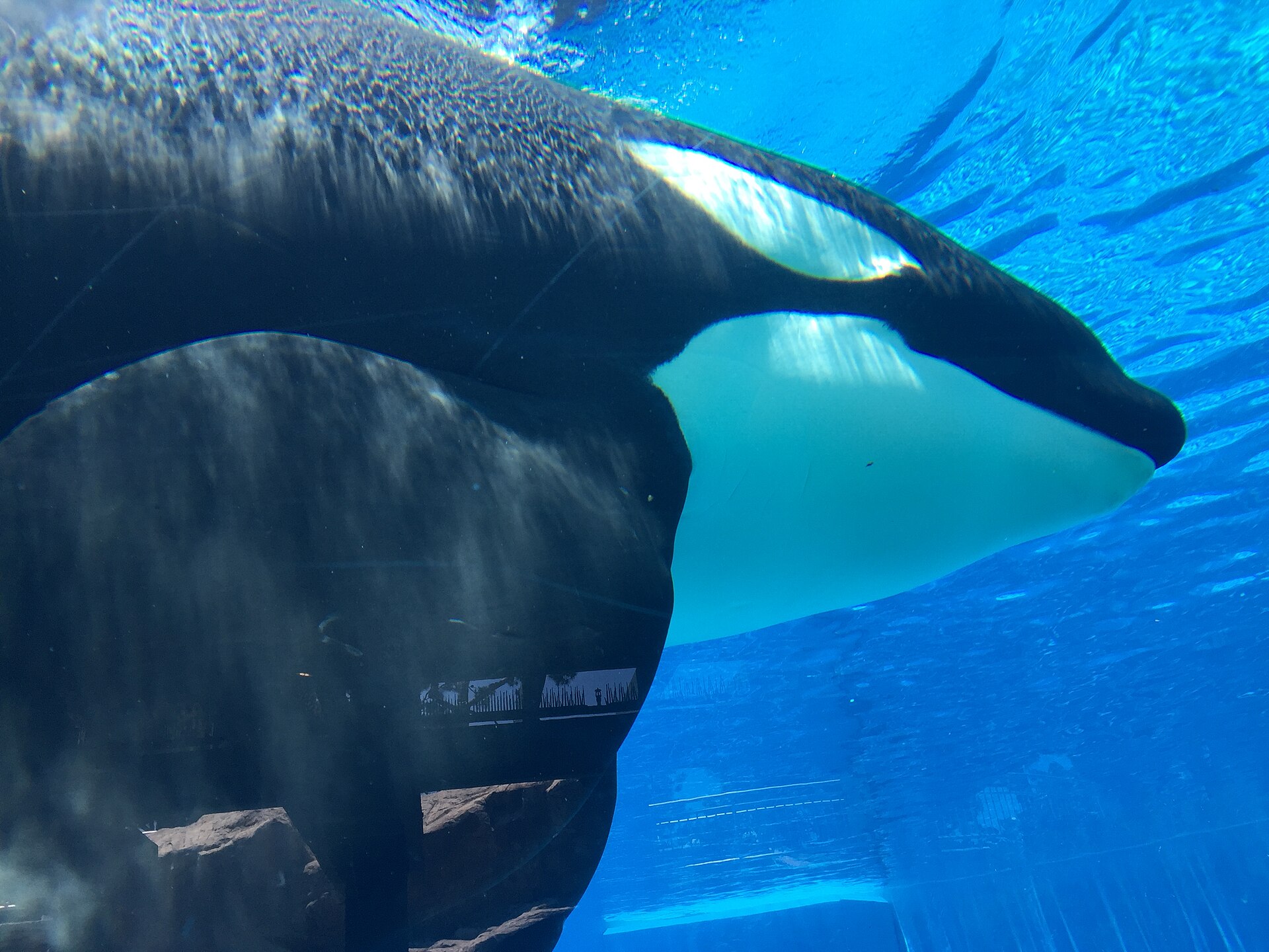 Pass Member Preview: Shamu's Celebration: Light Up the Night