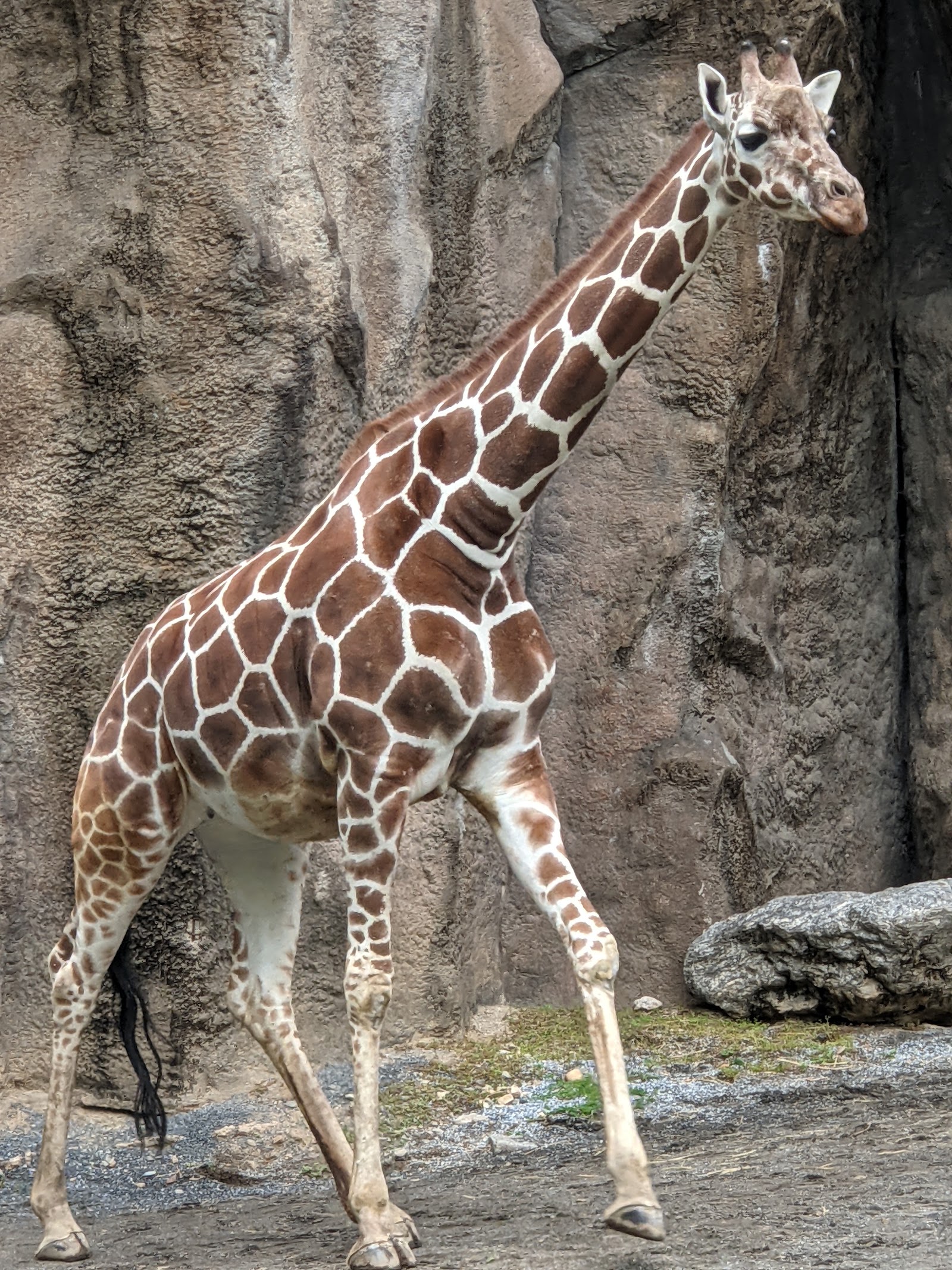 Philadelphia Zoo — Oficiais