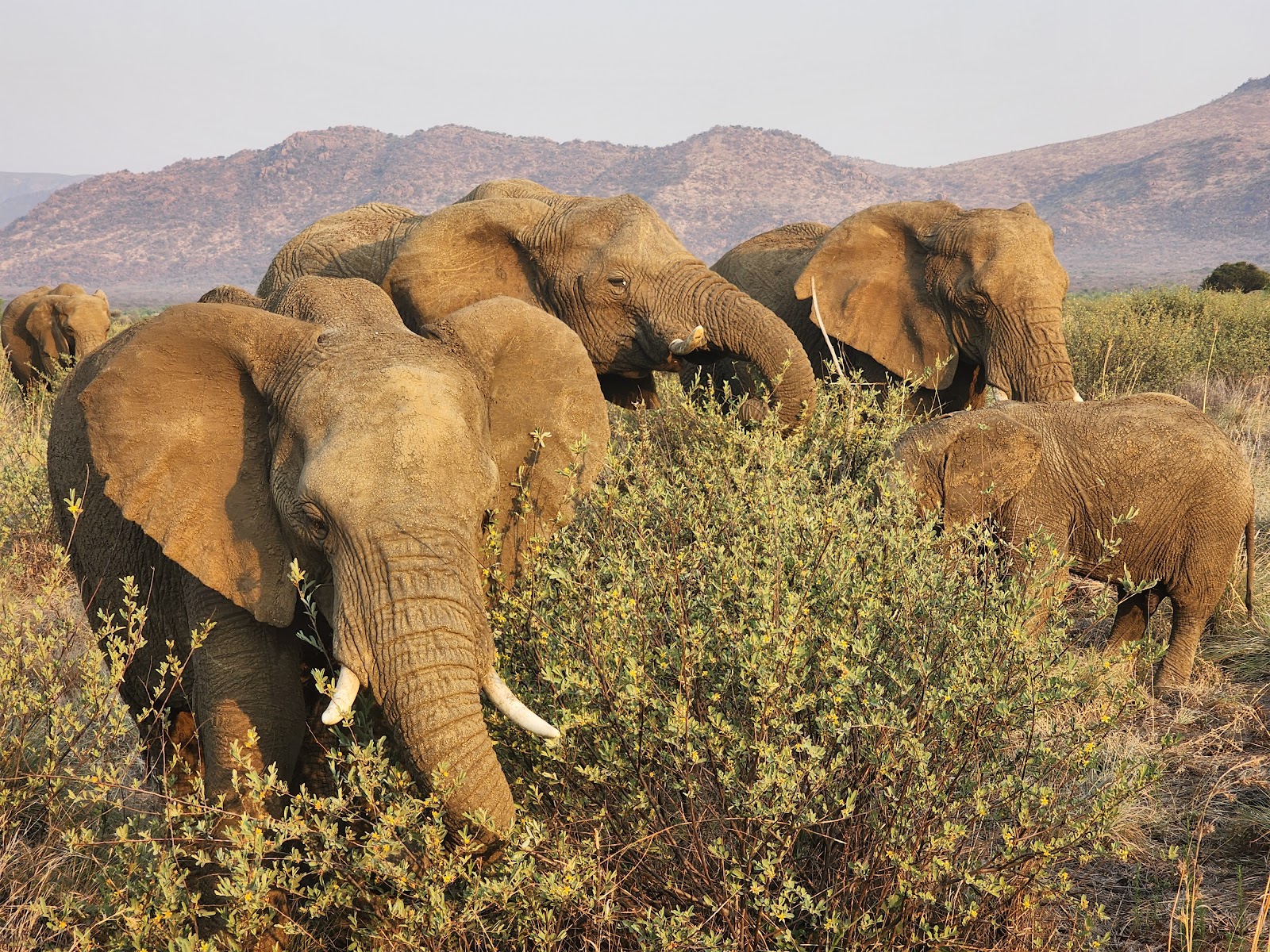 Pilanesberg Game Reserve — Oficiais