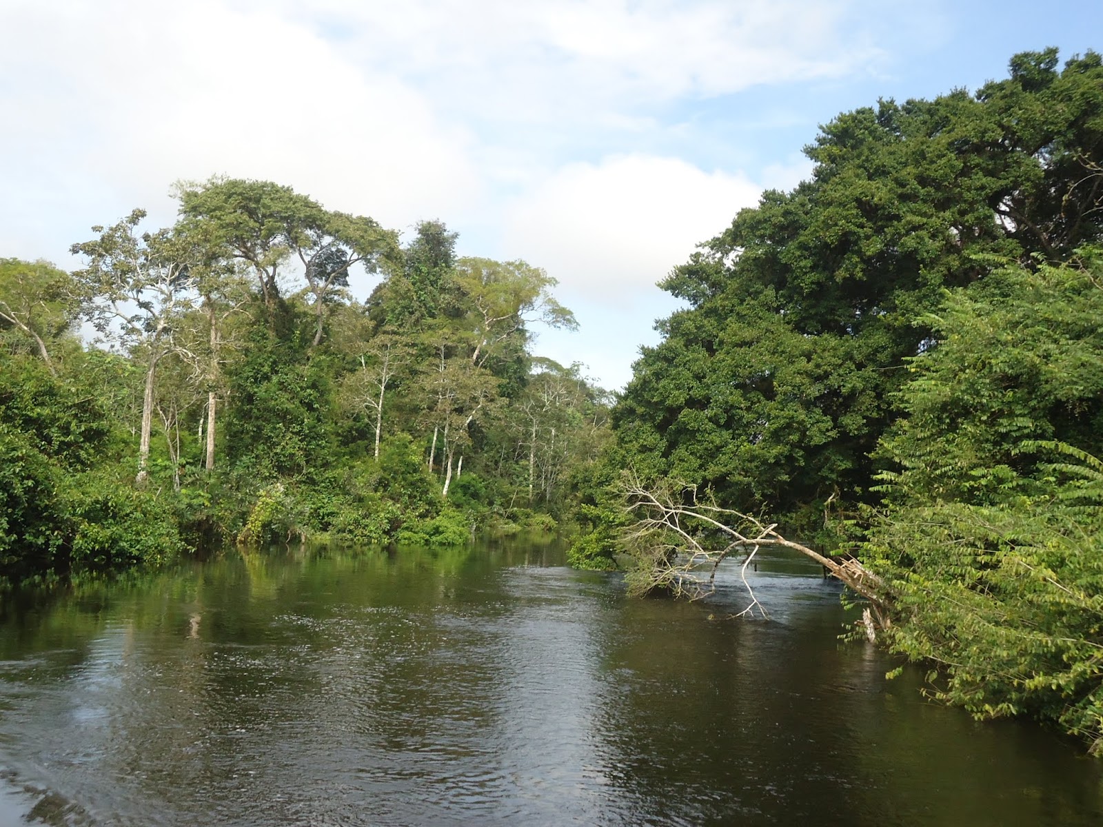 Pontos de observação de fauna da Reserva Amanã — Oficiais