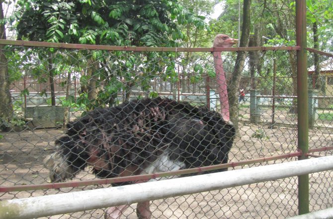 Port Harcourt Zoo — Oficiais