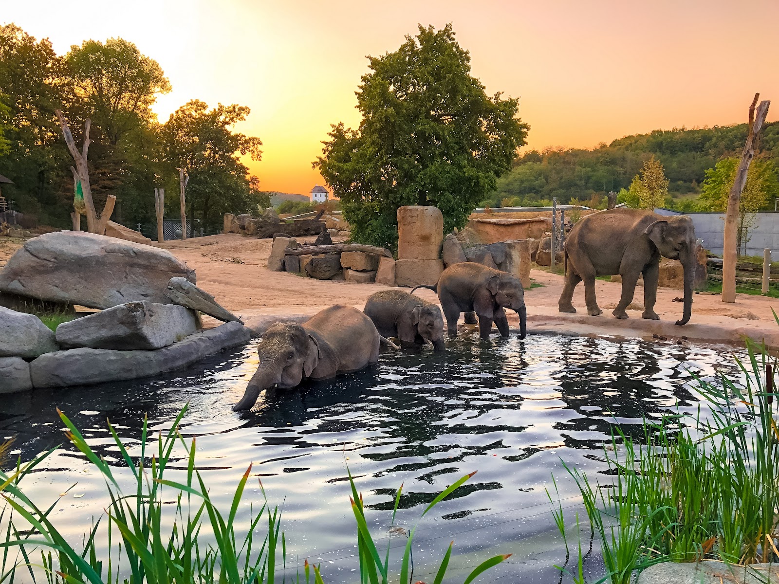 Prague Zoo — Oficiais