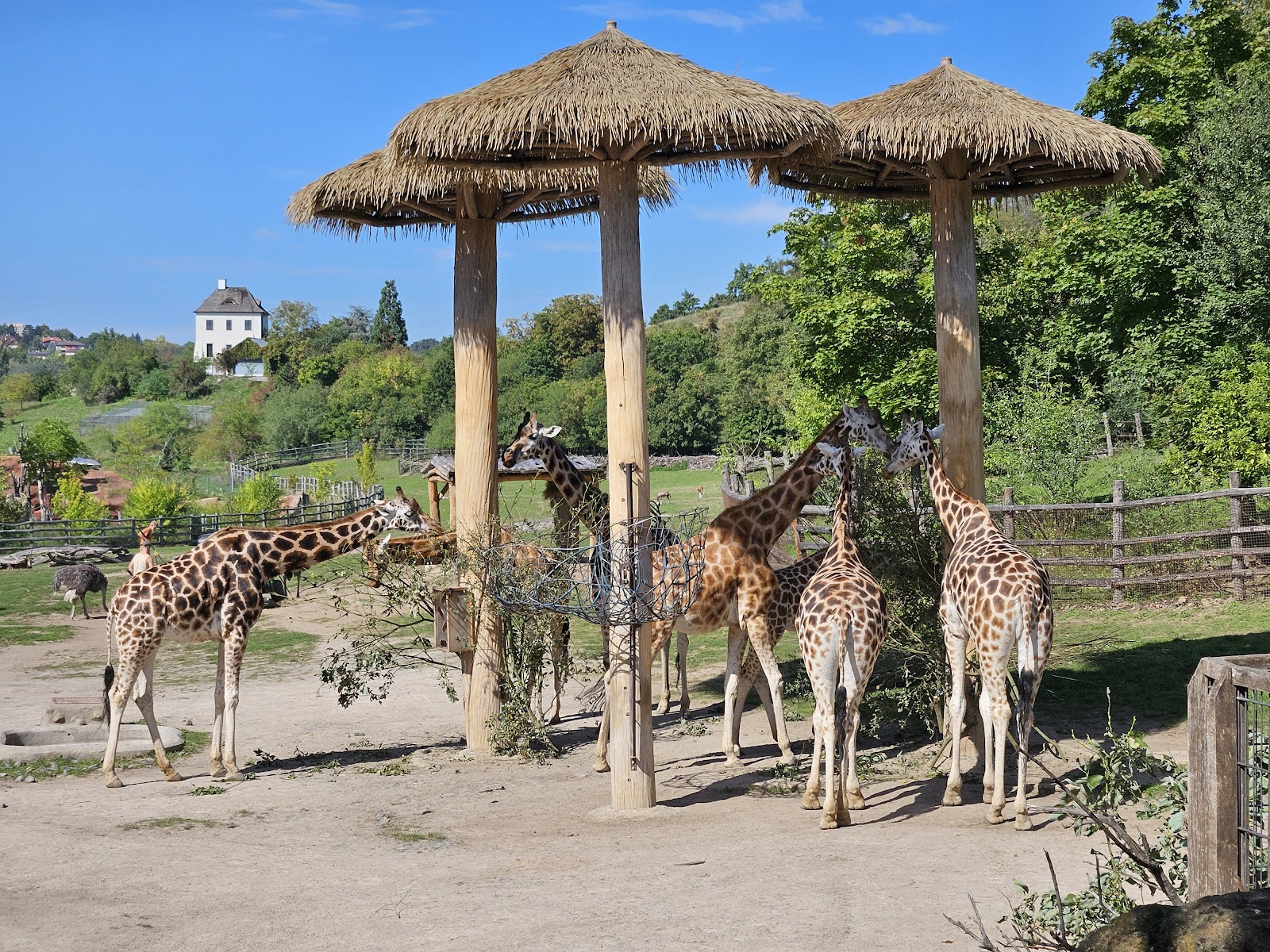 Prague Zoo — Oficiais