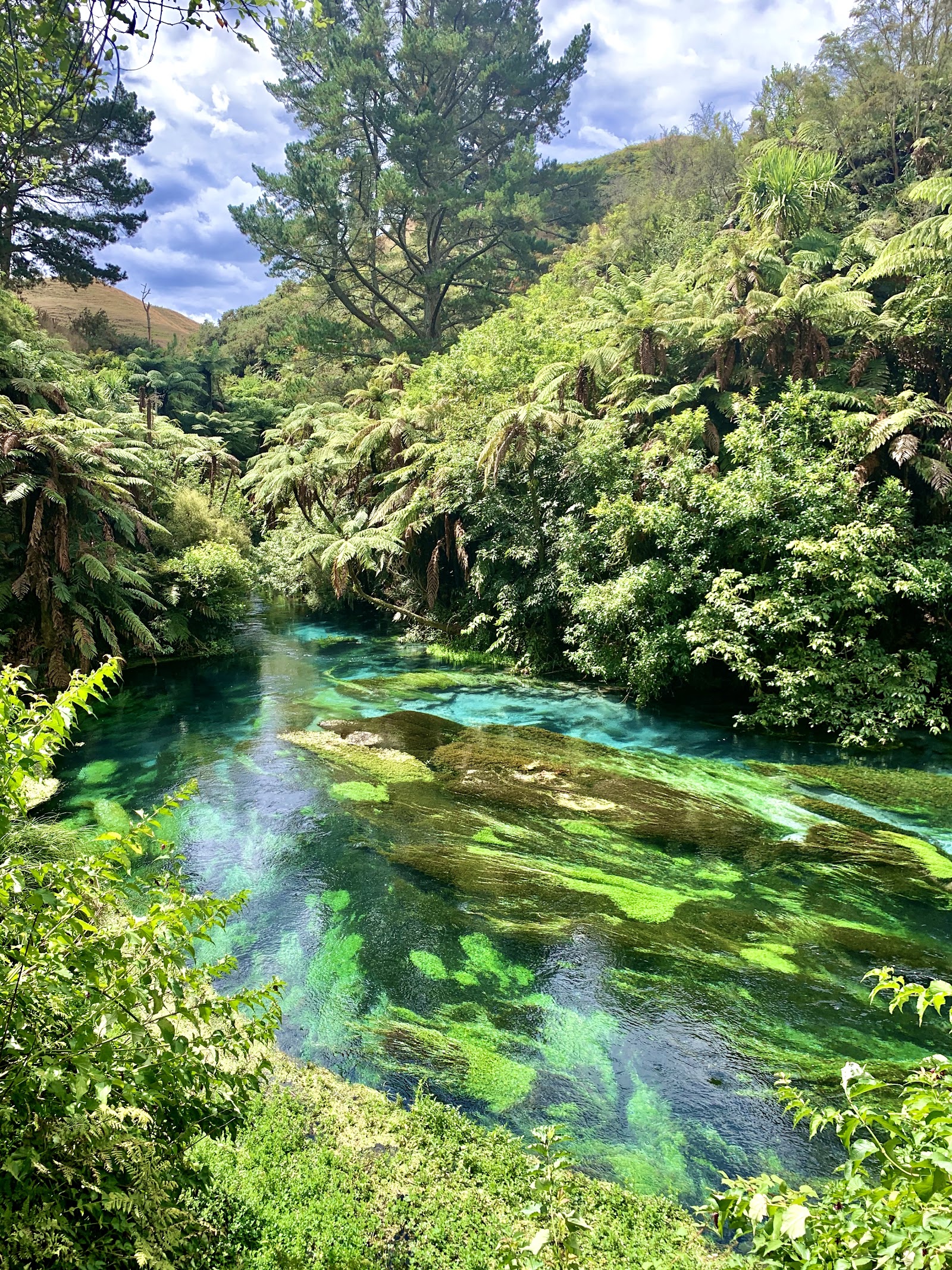 Putaruru Blue Spring — Oficiais