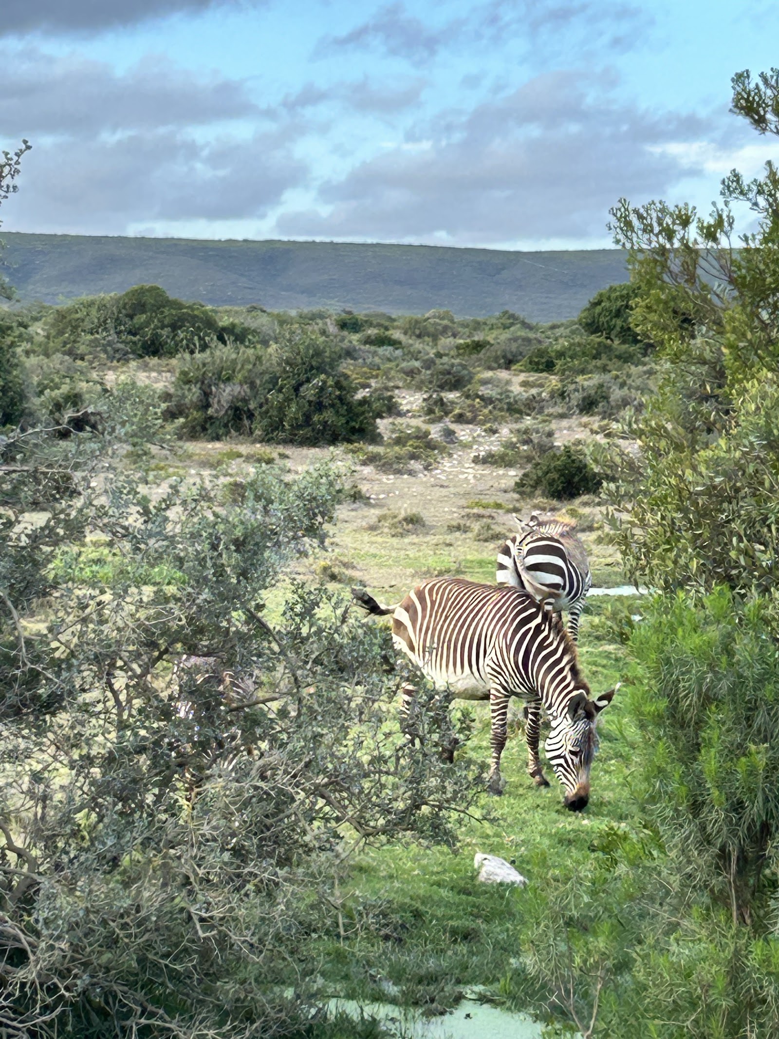 Reserva Natural de De Hoop — Oficiais