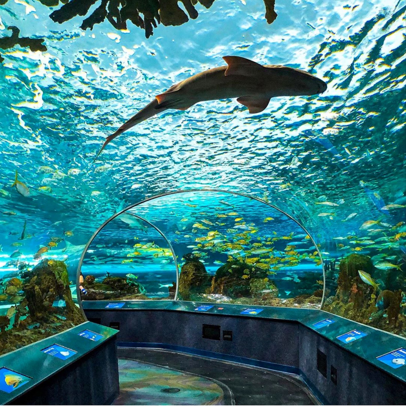 Ripley’s Aquarium of Canada