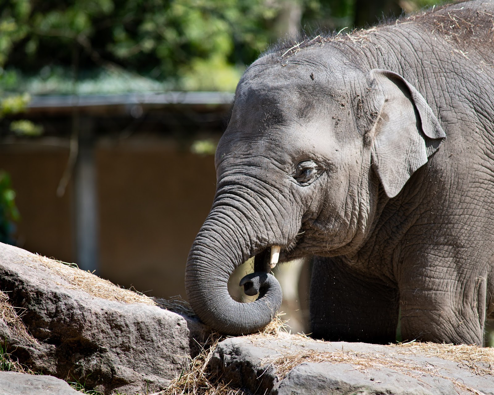 Rotterdam Zoo — Oficiais