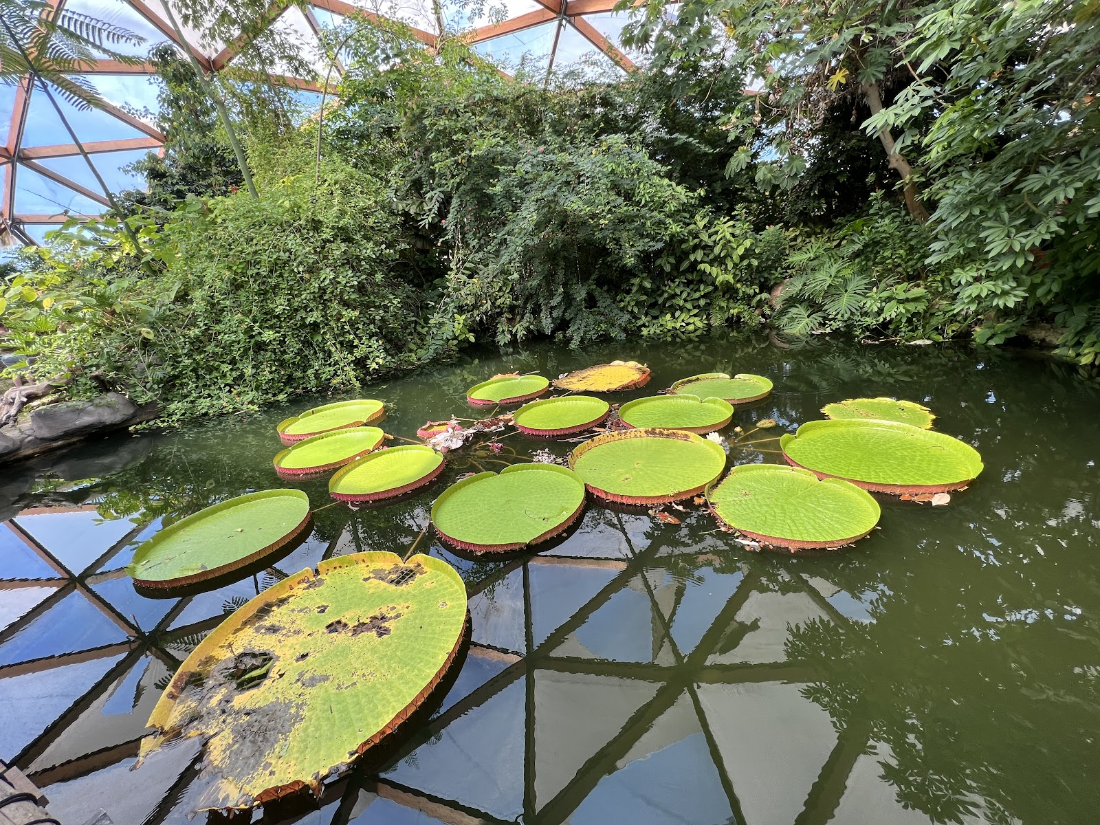 Rotterdam Zoo — Oficiais