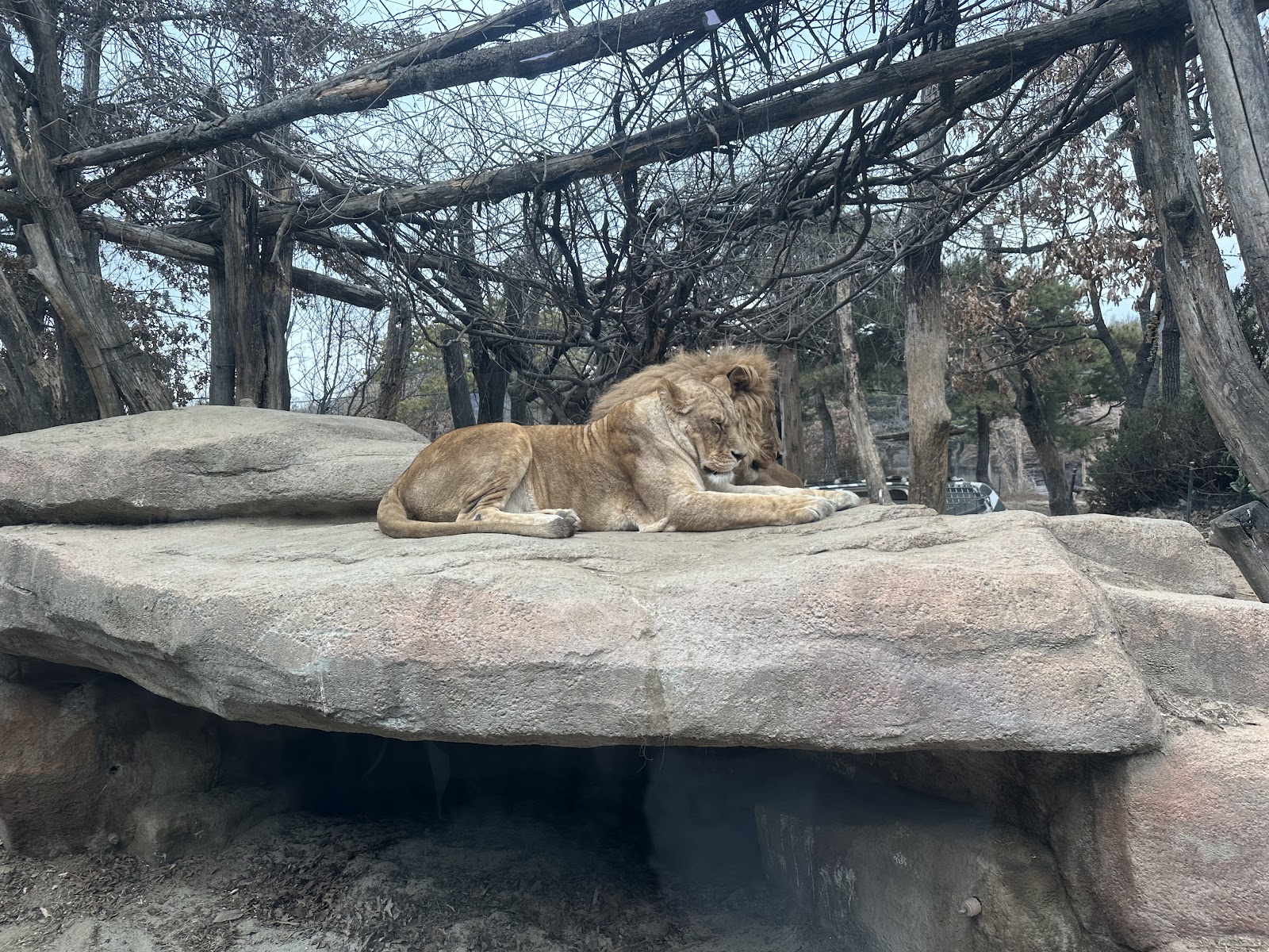 Safari World — Oficiais