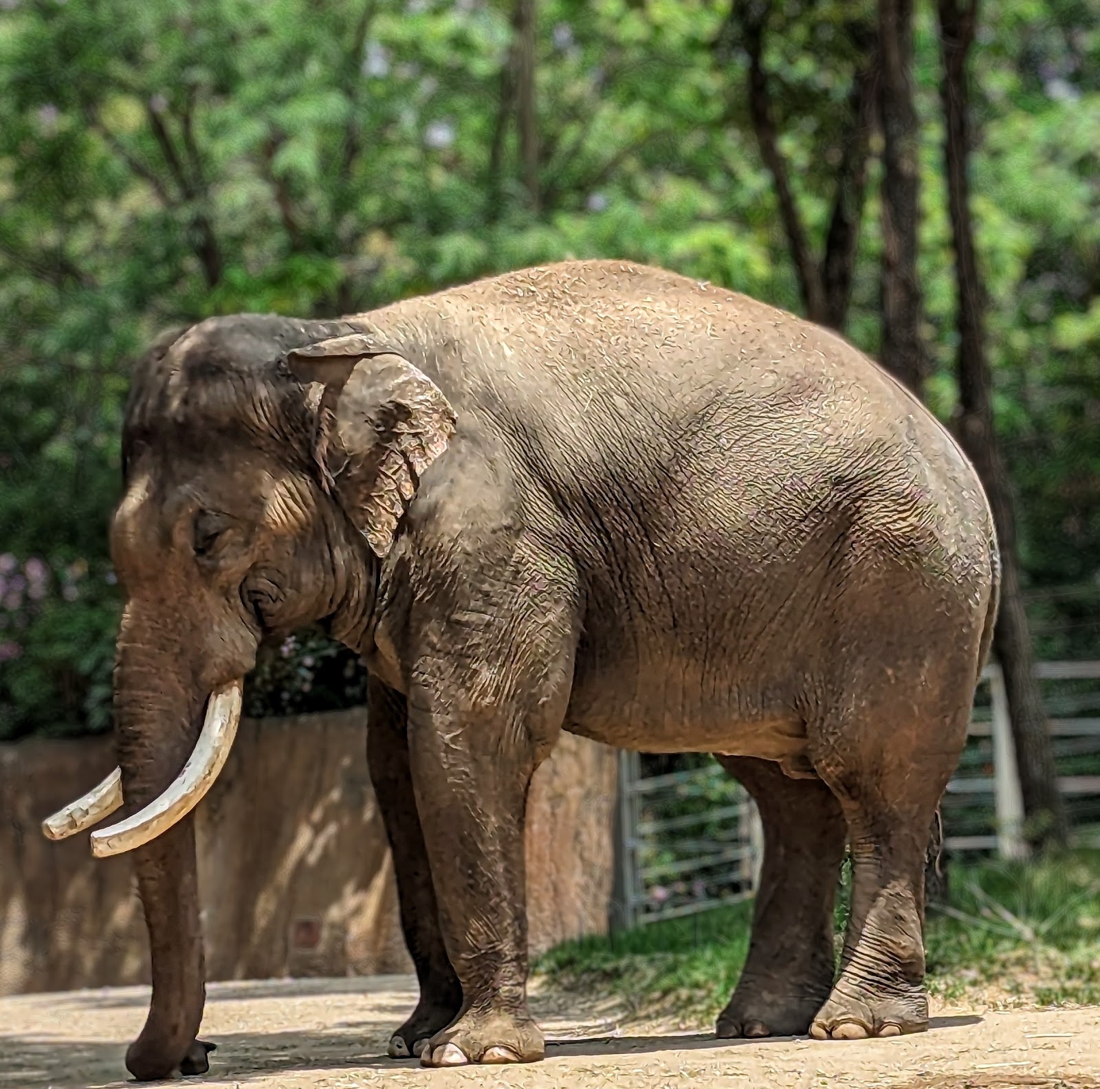 Saint Louis Zoo — Oficiais