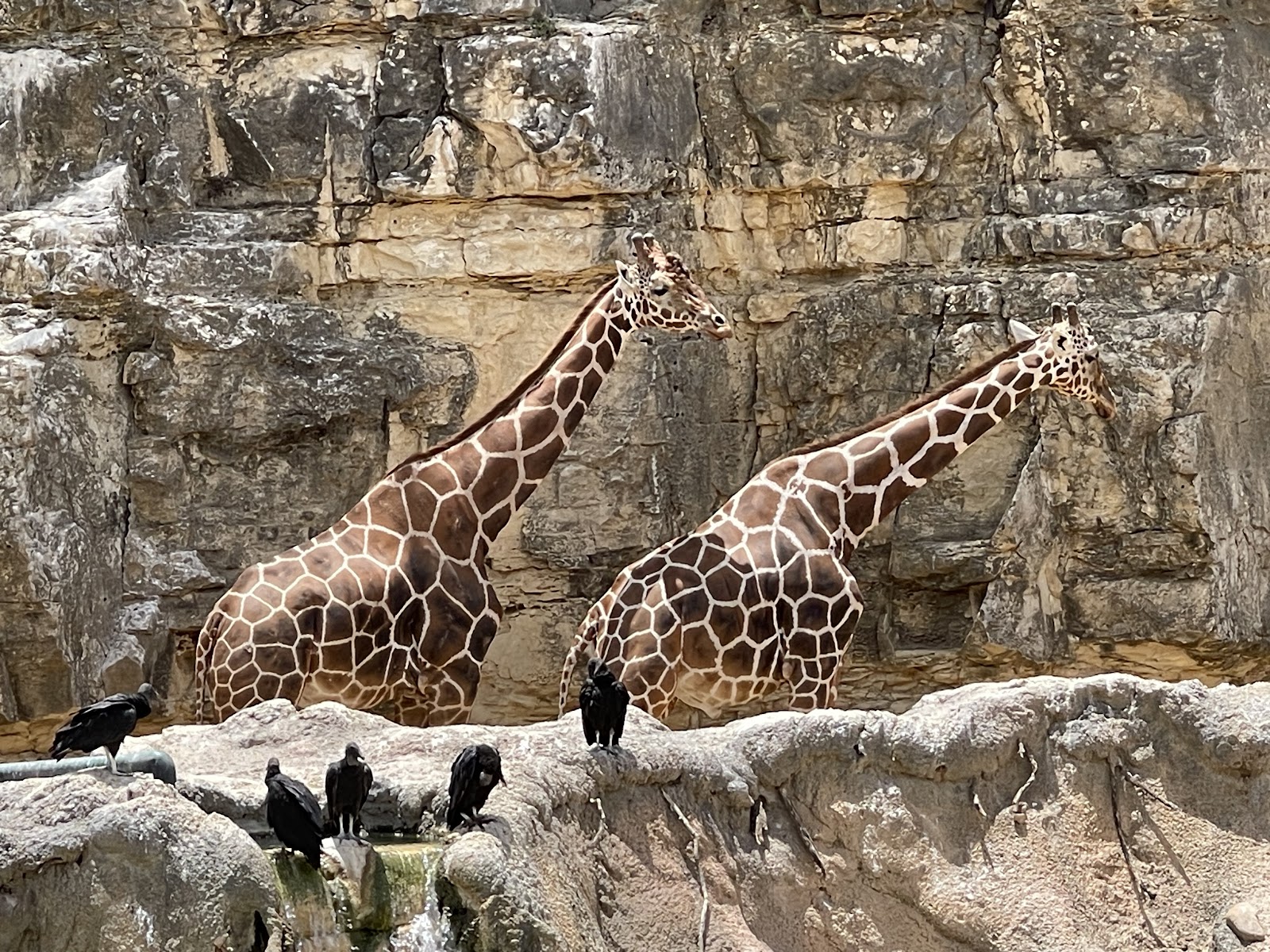 San Antonio Zoo — Oficiais
