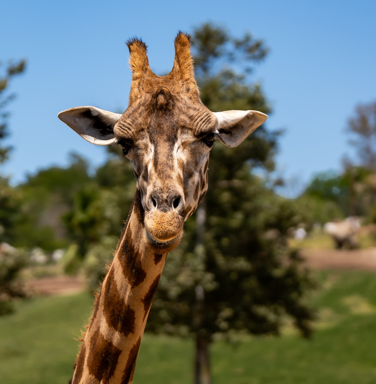 San Diego Wild Animal Park — Oficiais