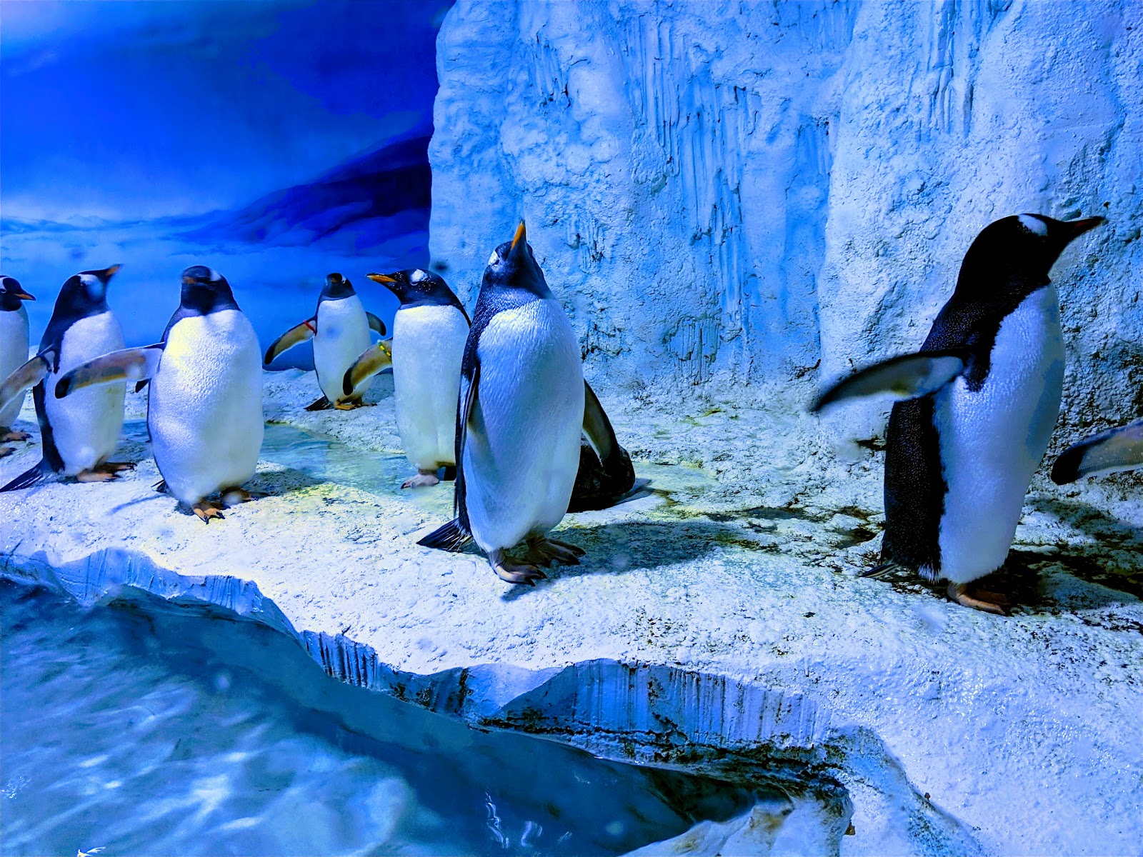 Sea Life London Aquarium — Oficiais