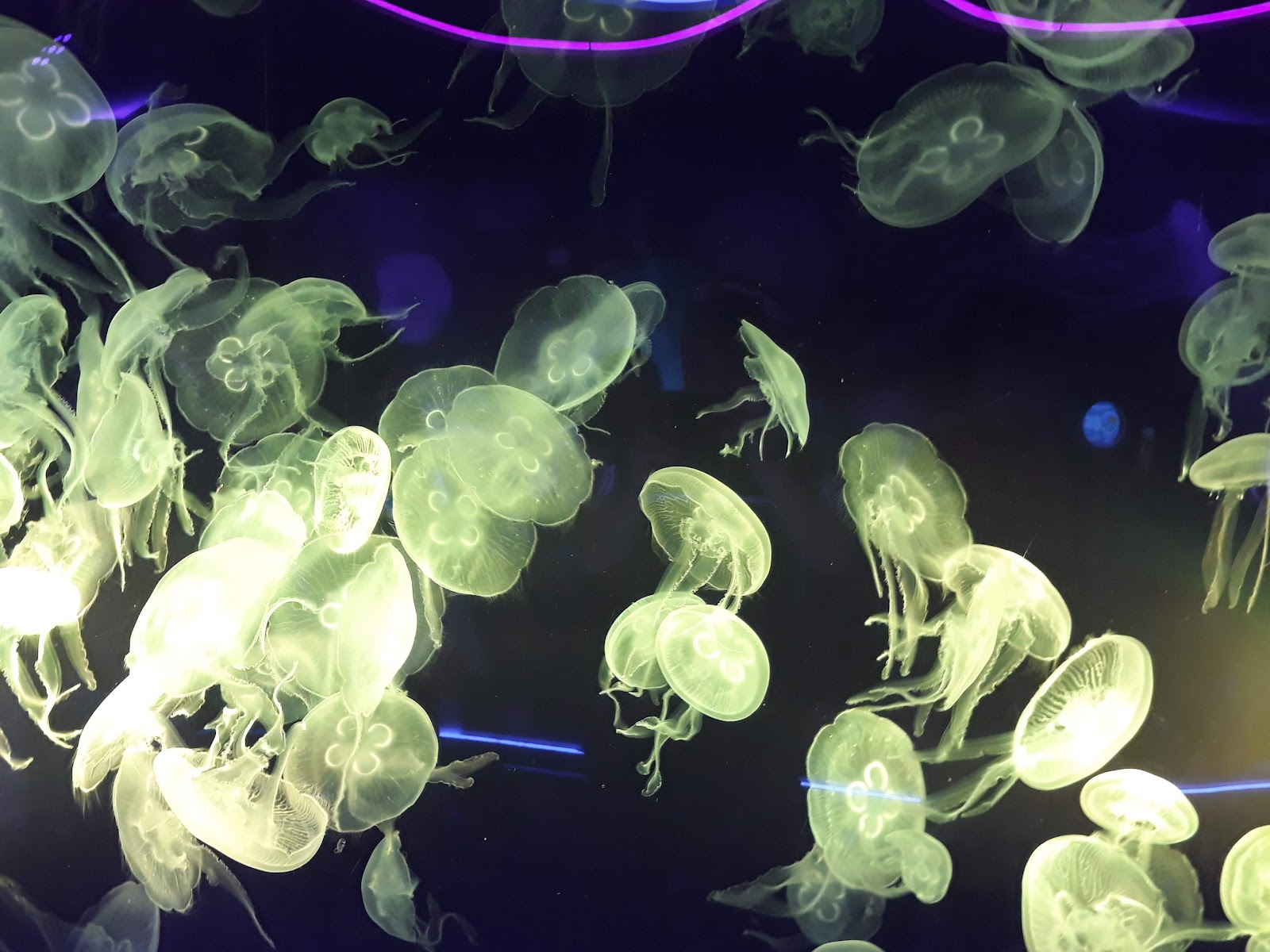 Sea Life London Aquarium — Oficiais