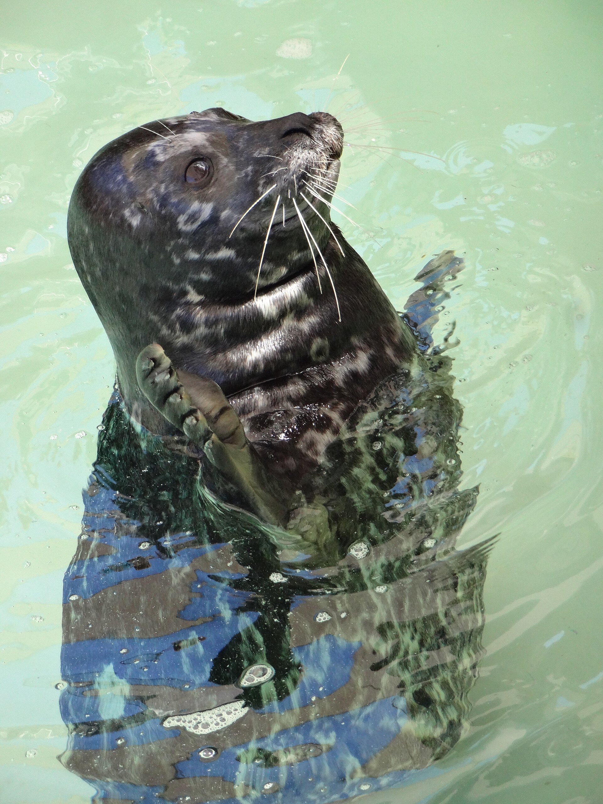 Sea Lions Tonite - Pass Member Preview