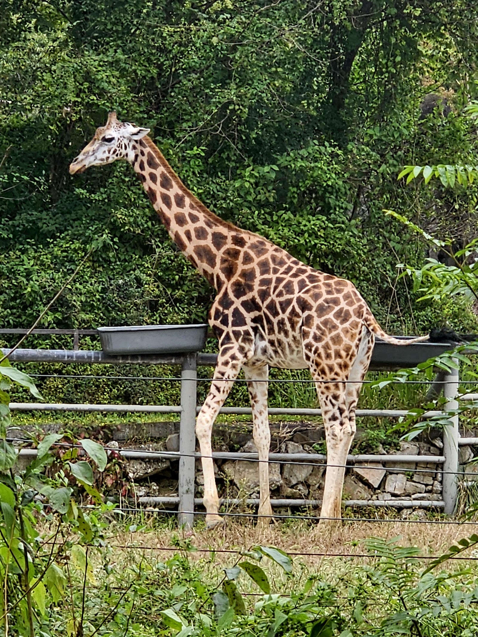 Seoul Zoo — Oficiais