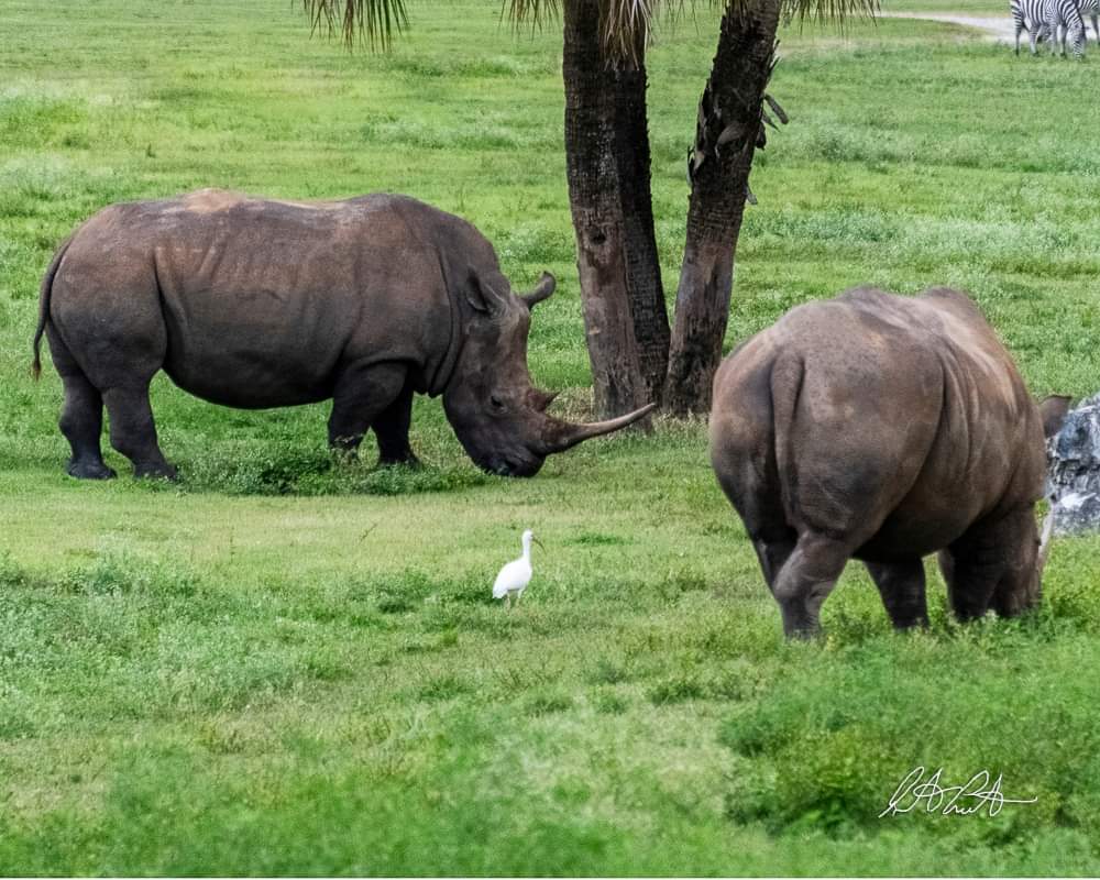 Serengeti Safari — Oficiais