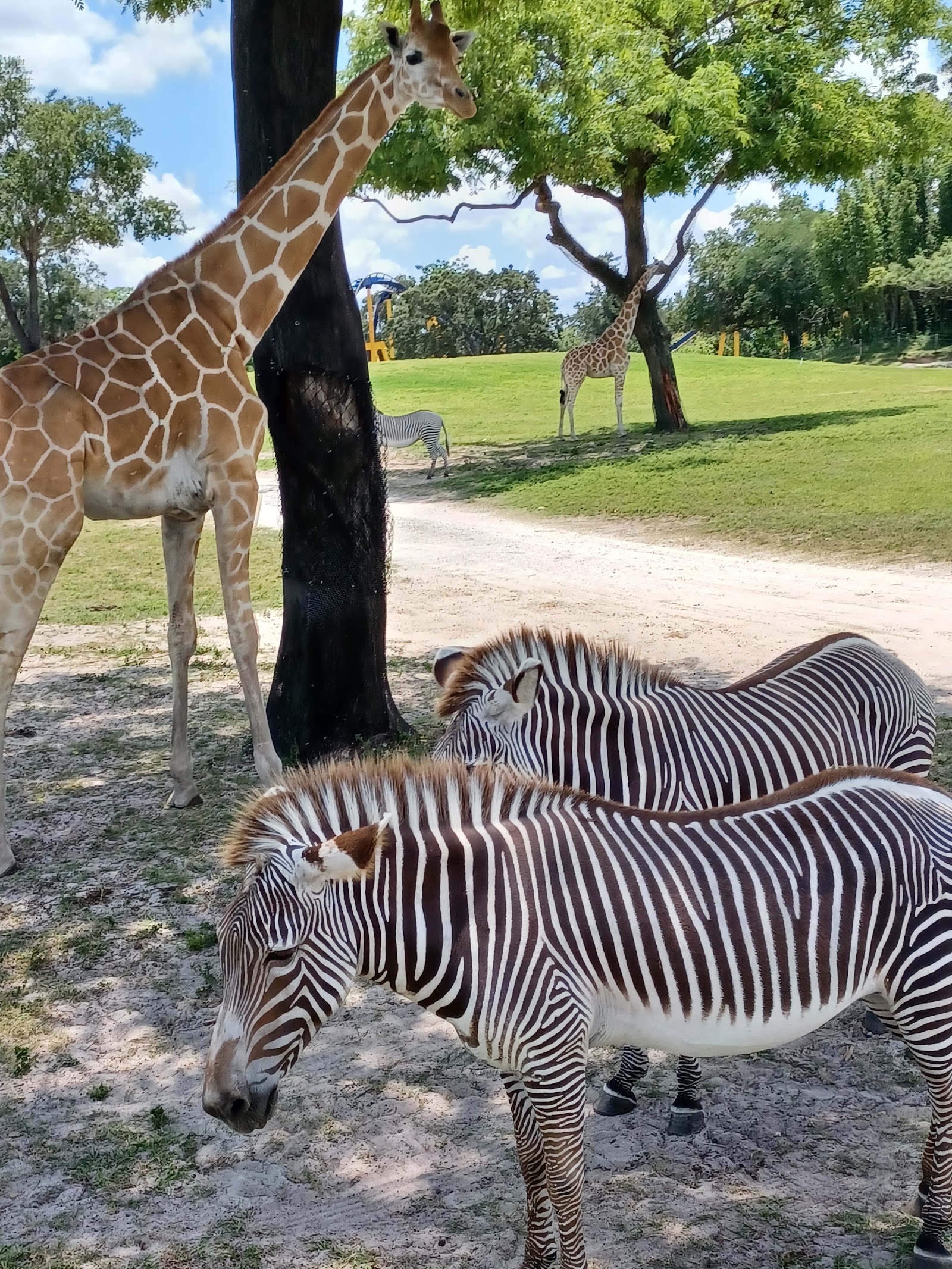 Serengeti Safari — Oficiais