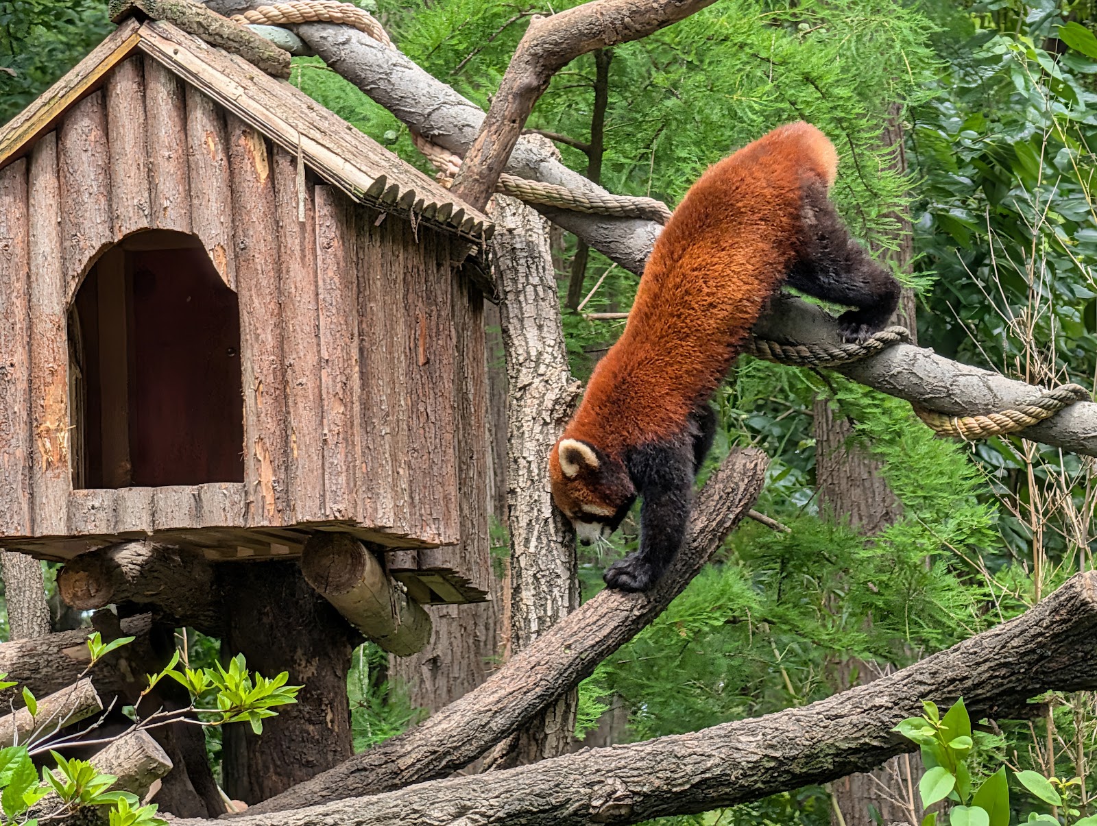 Shanghai Zoo — Oficiais