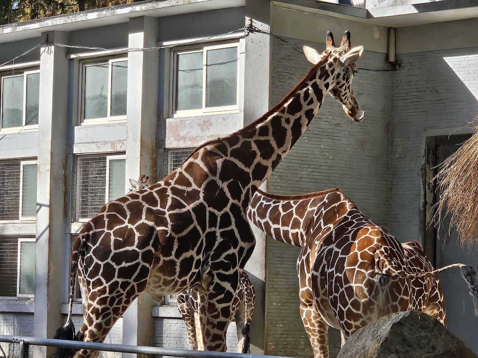 Shanghai Zoo — Oficiais