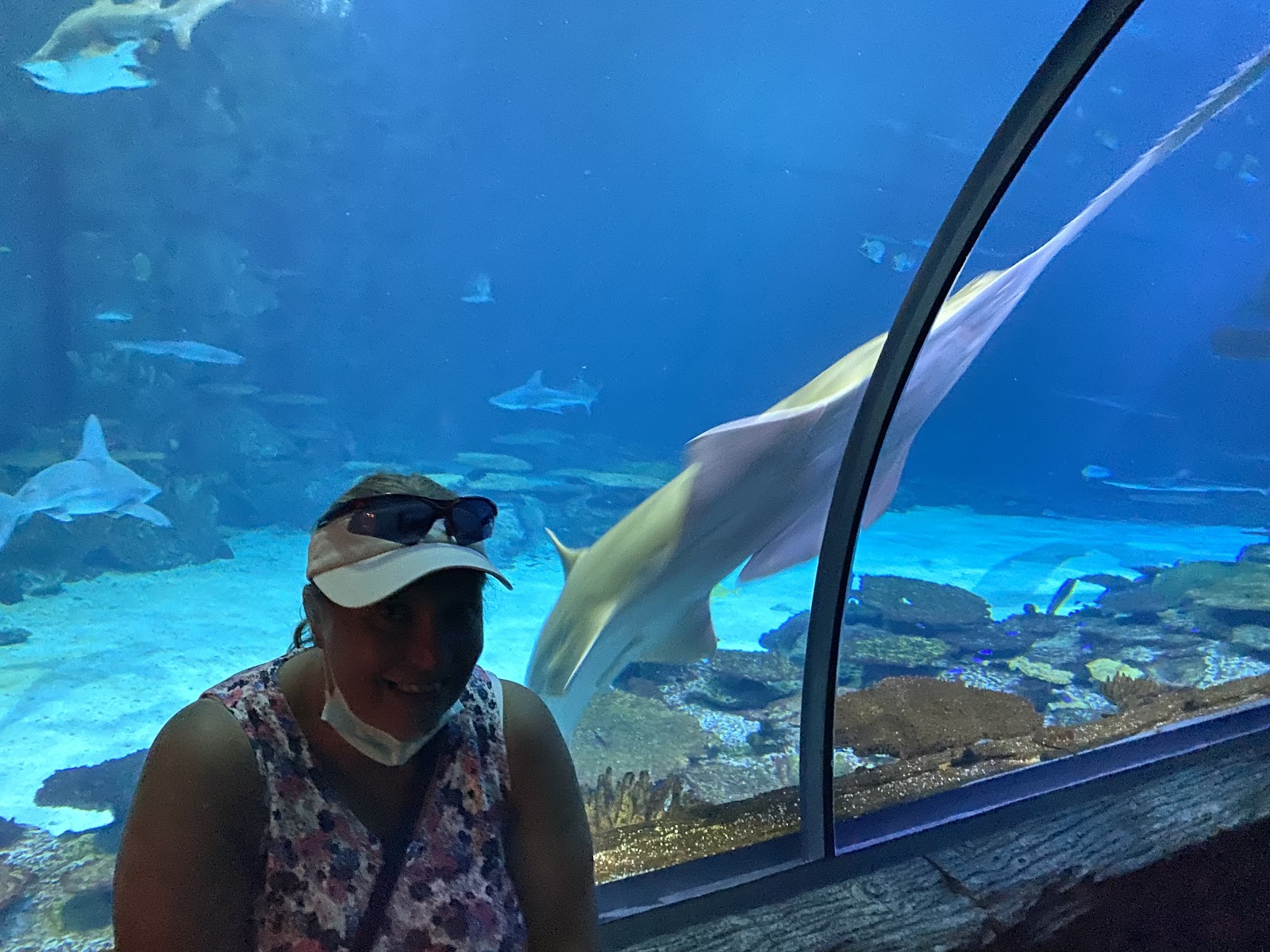 Shark Reef Aquarium — Oficiais