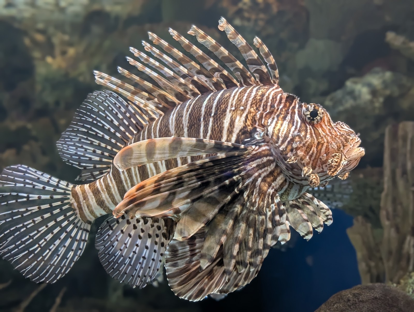 Shark Reef Aquarium — Oficiais