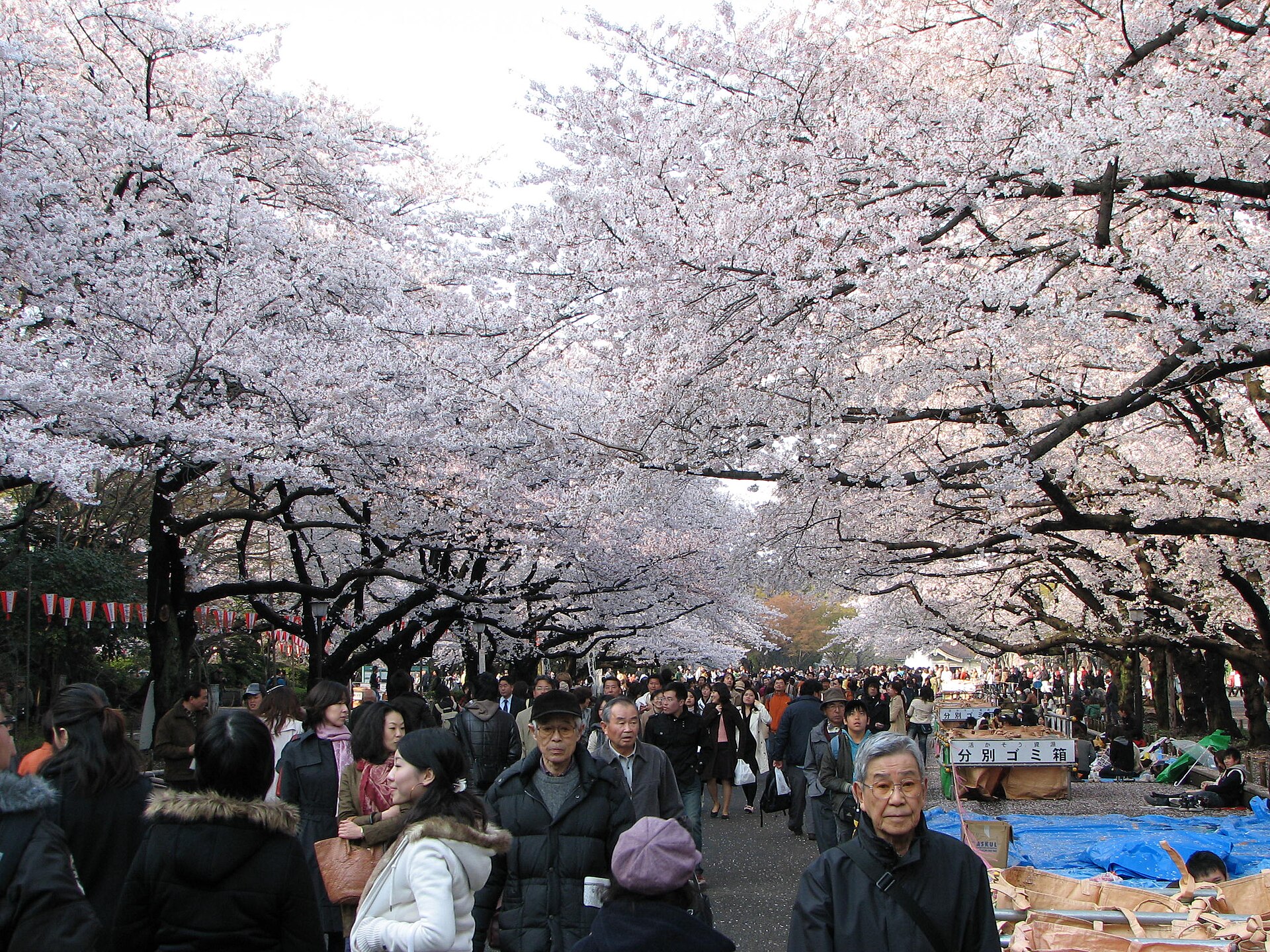Shinobazu Pond