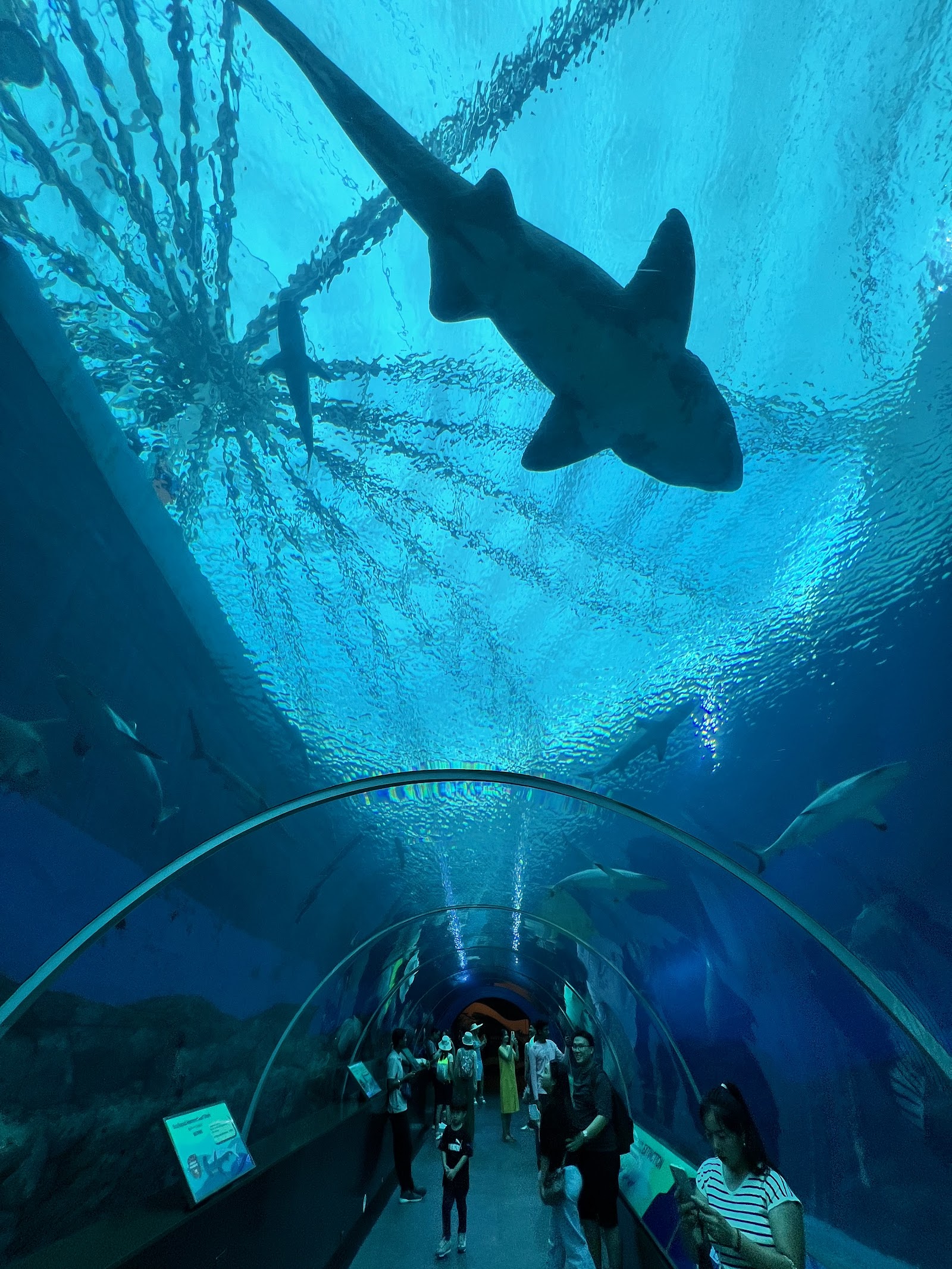 Singapore Oceanarium — Oficiais