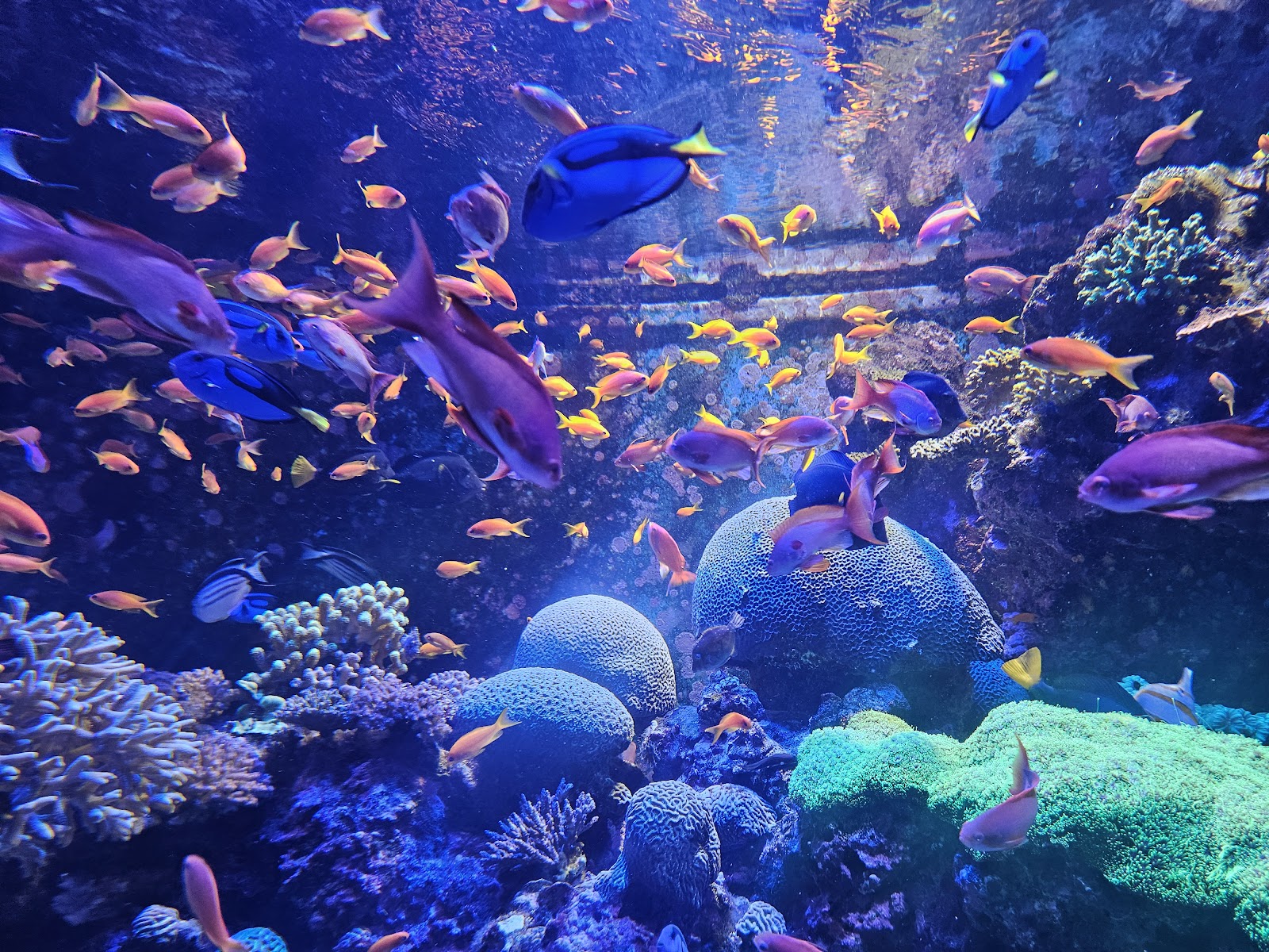 Singapore Oceanarium — Oficiais