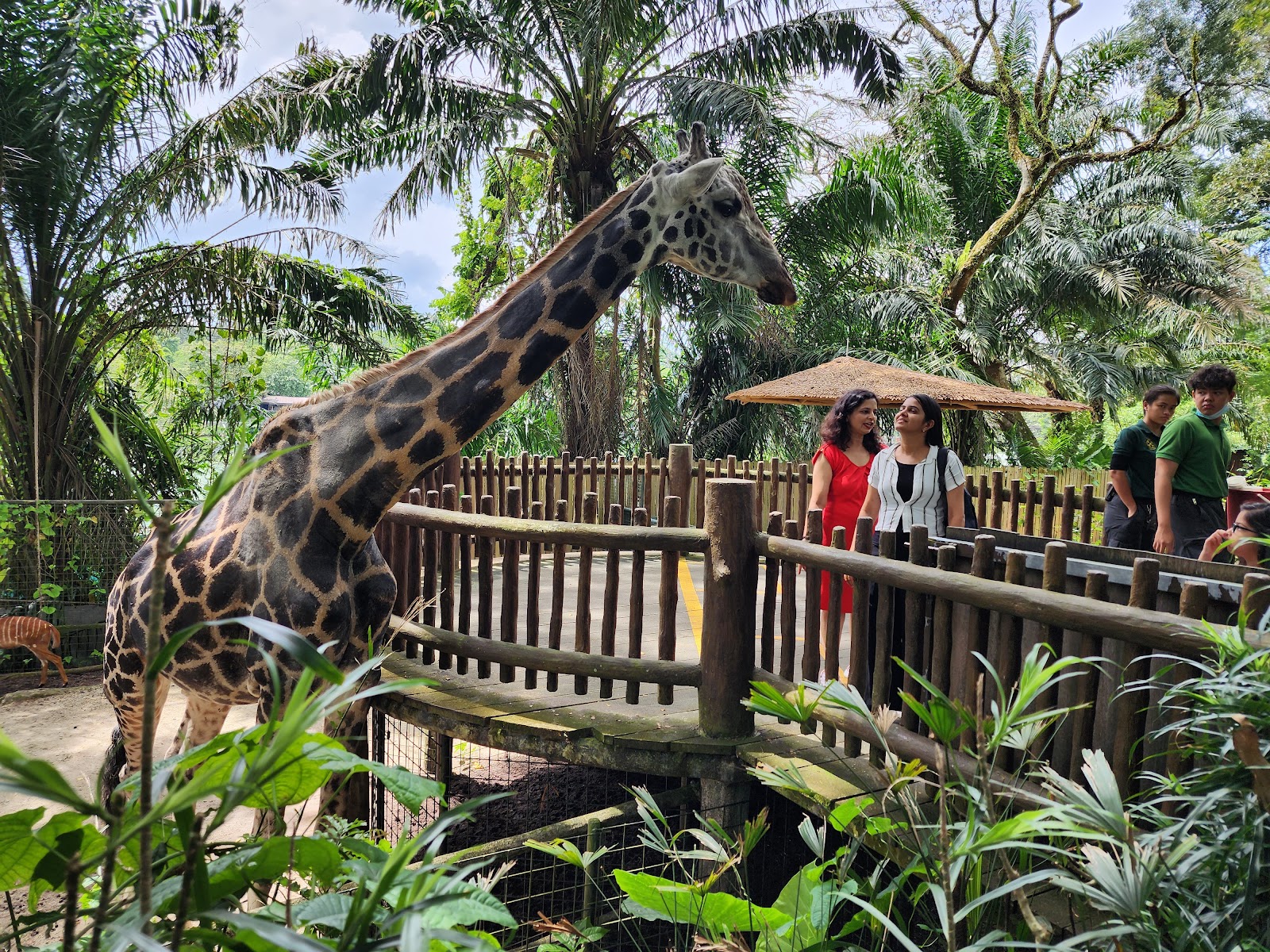 Singapore Zoo — Oficiais