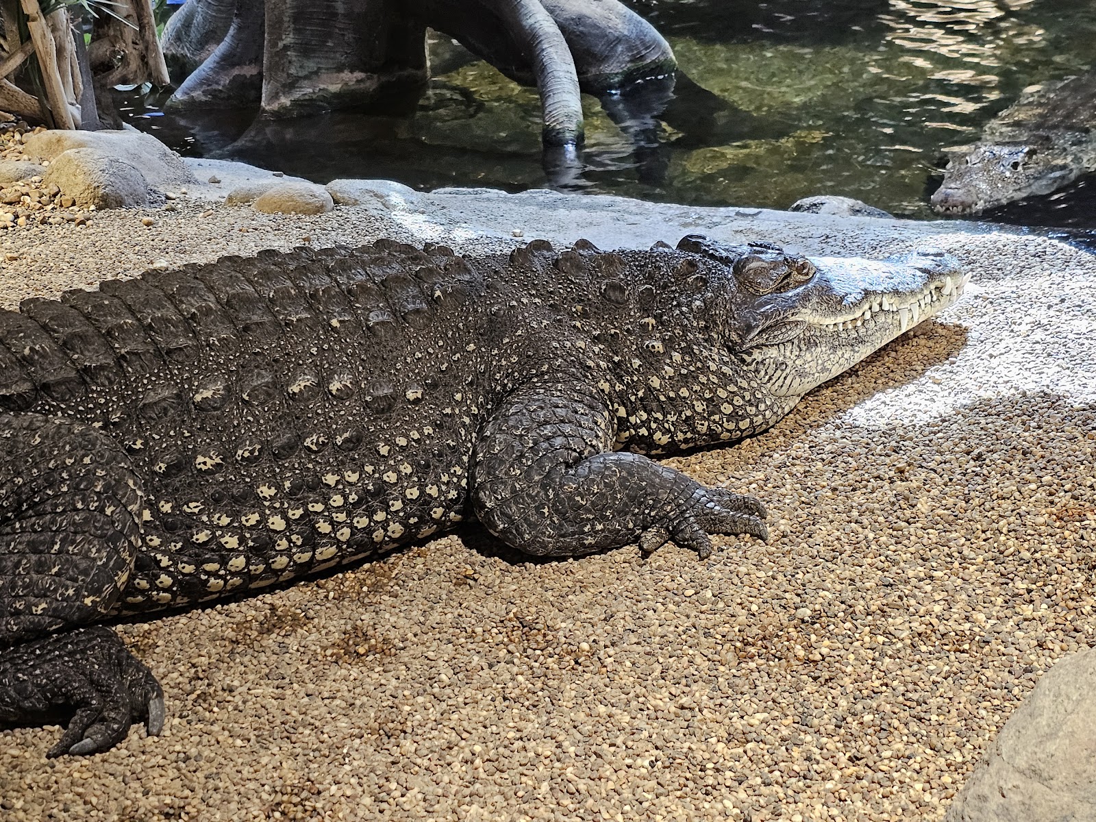 Skansen Aquarium — Oficiais