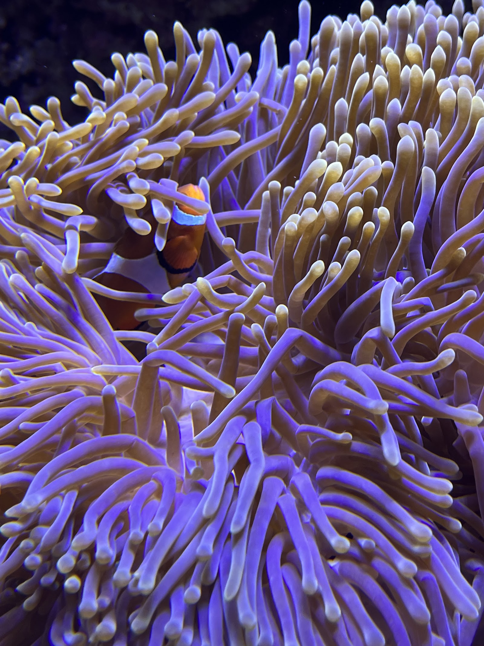 Skansen Aquarium — Oficiais