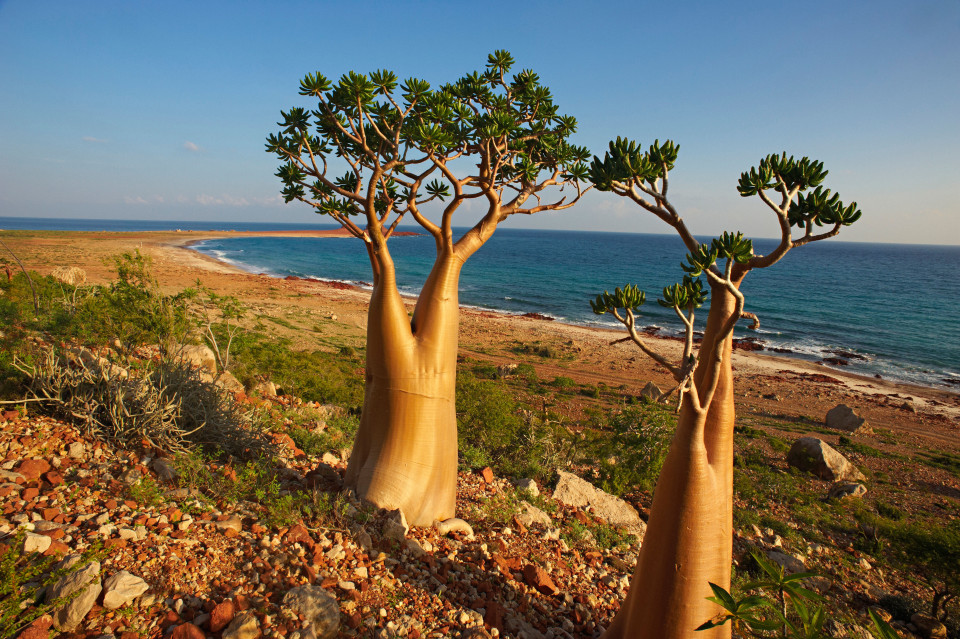 Socotra — Oficiais