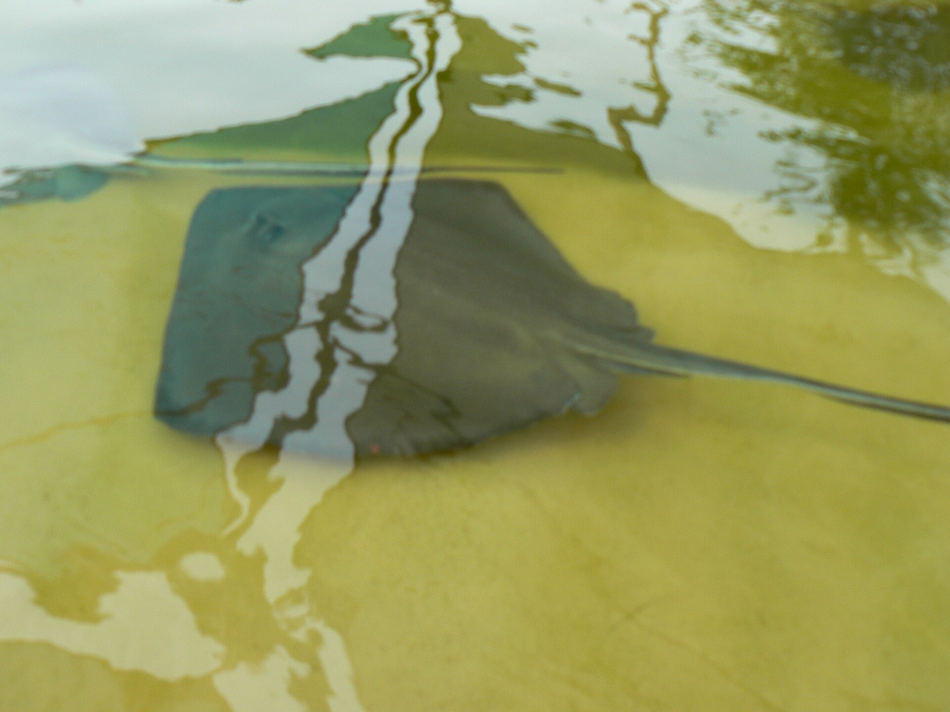 Stingray Bay