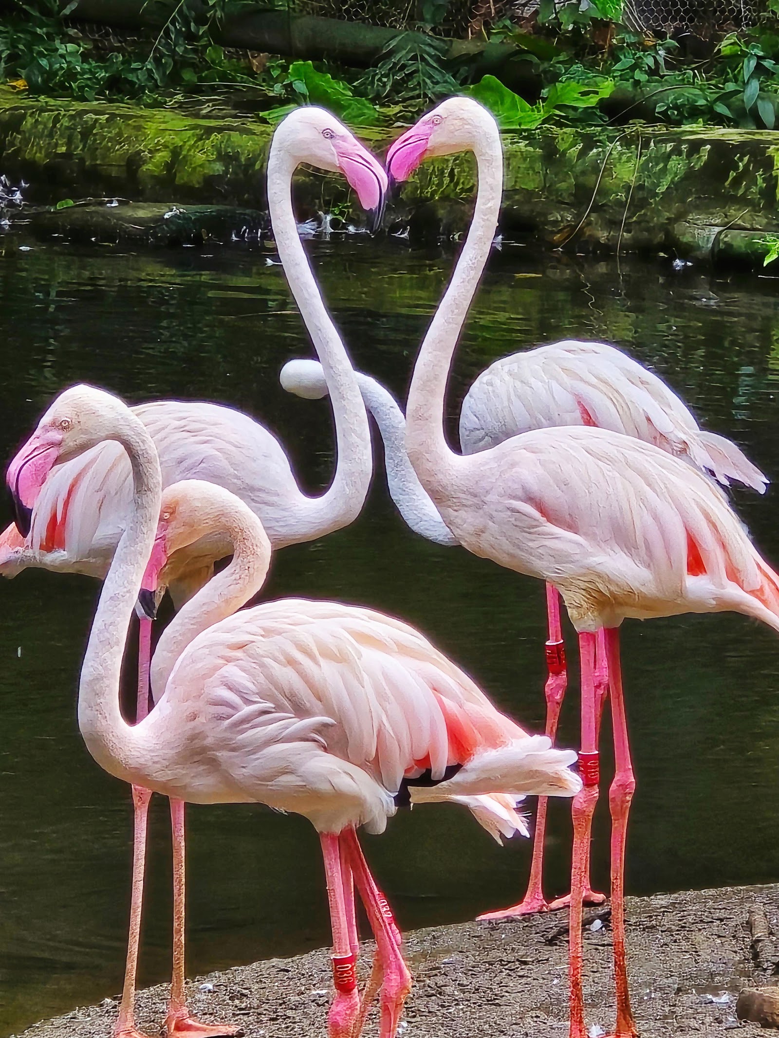 Taipei Zoo — Oficiais