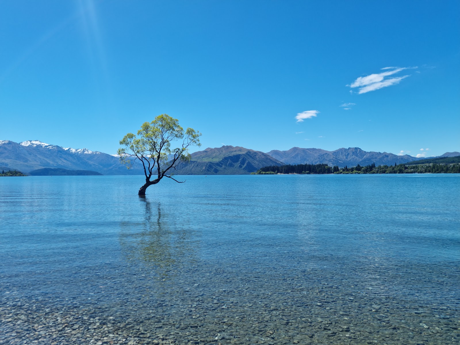 That Wānaka Tree — Oficiais