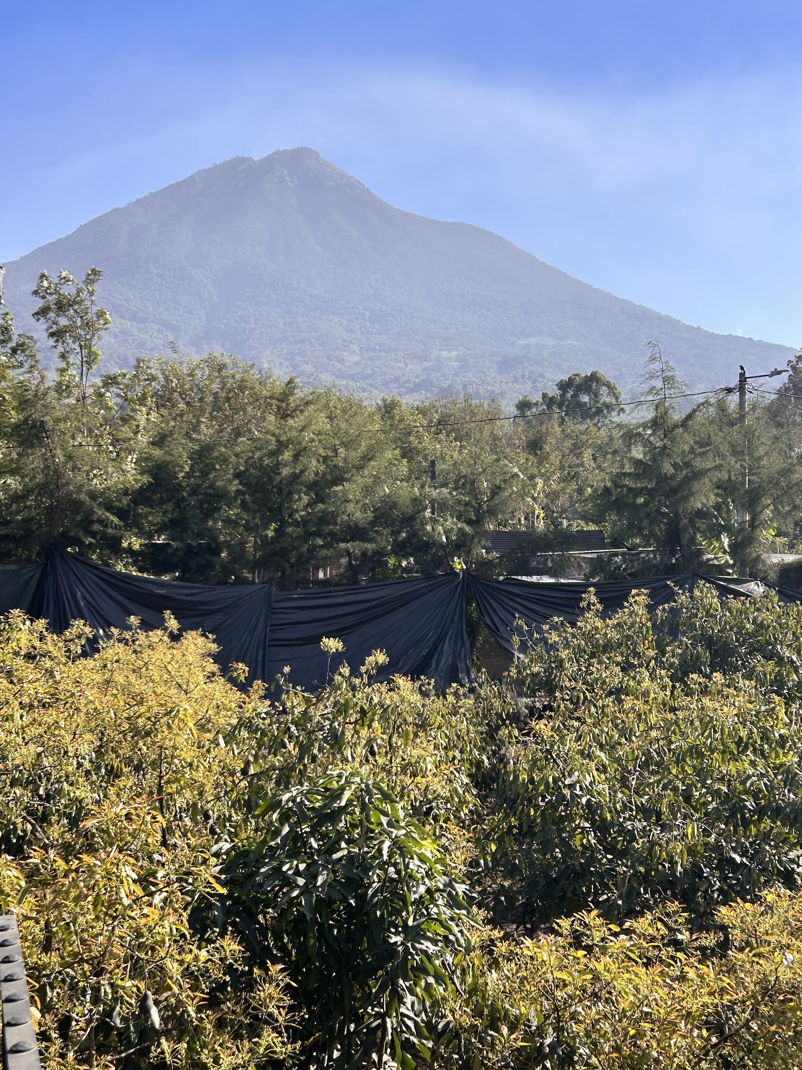 The Green Dragon — Oficiais
