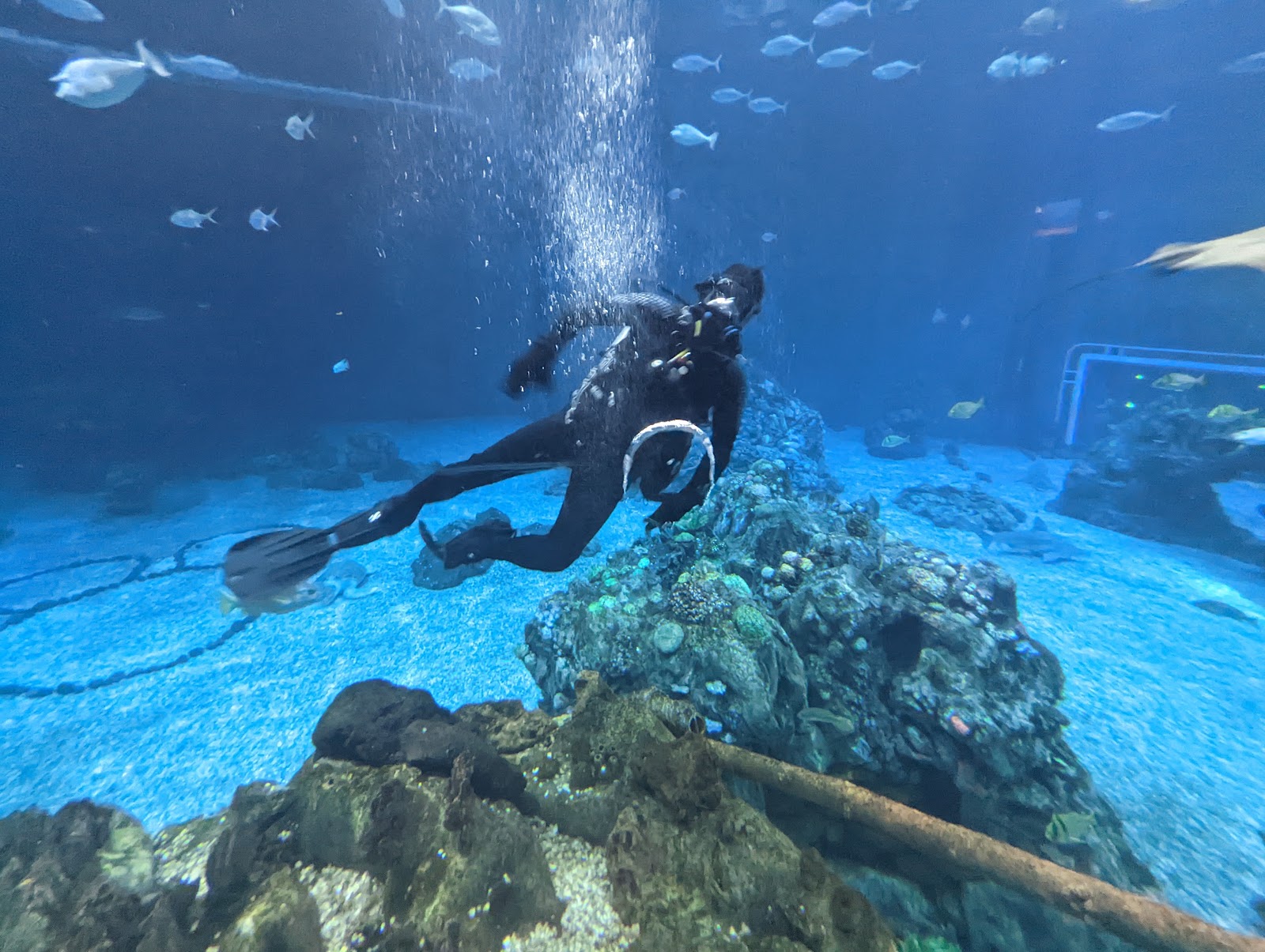 The Seas with Nemo & Friends — Oficiais