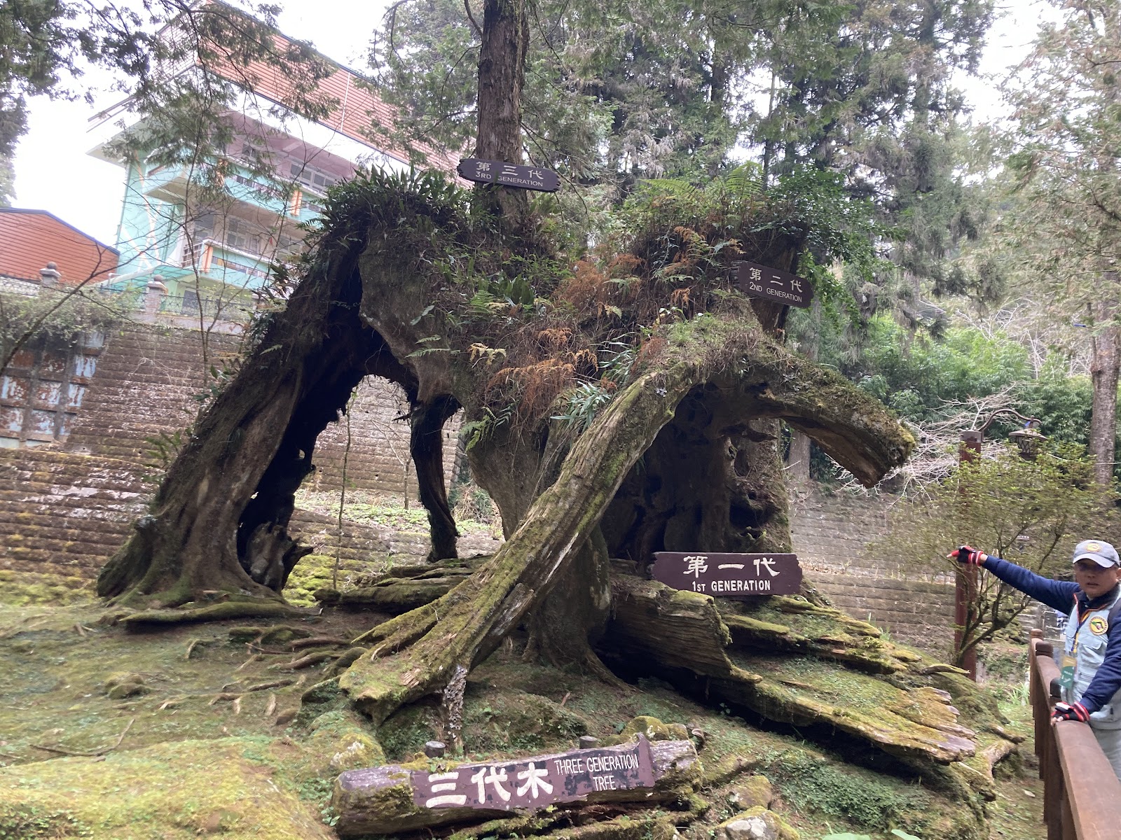 Three-Generation Tree
