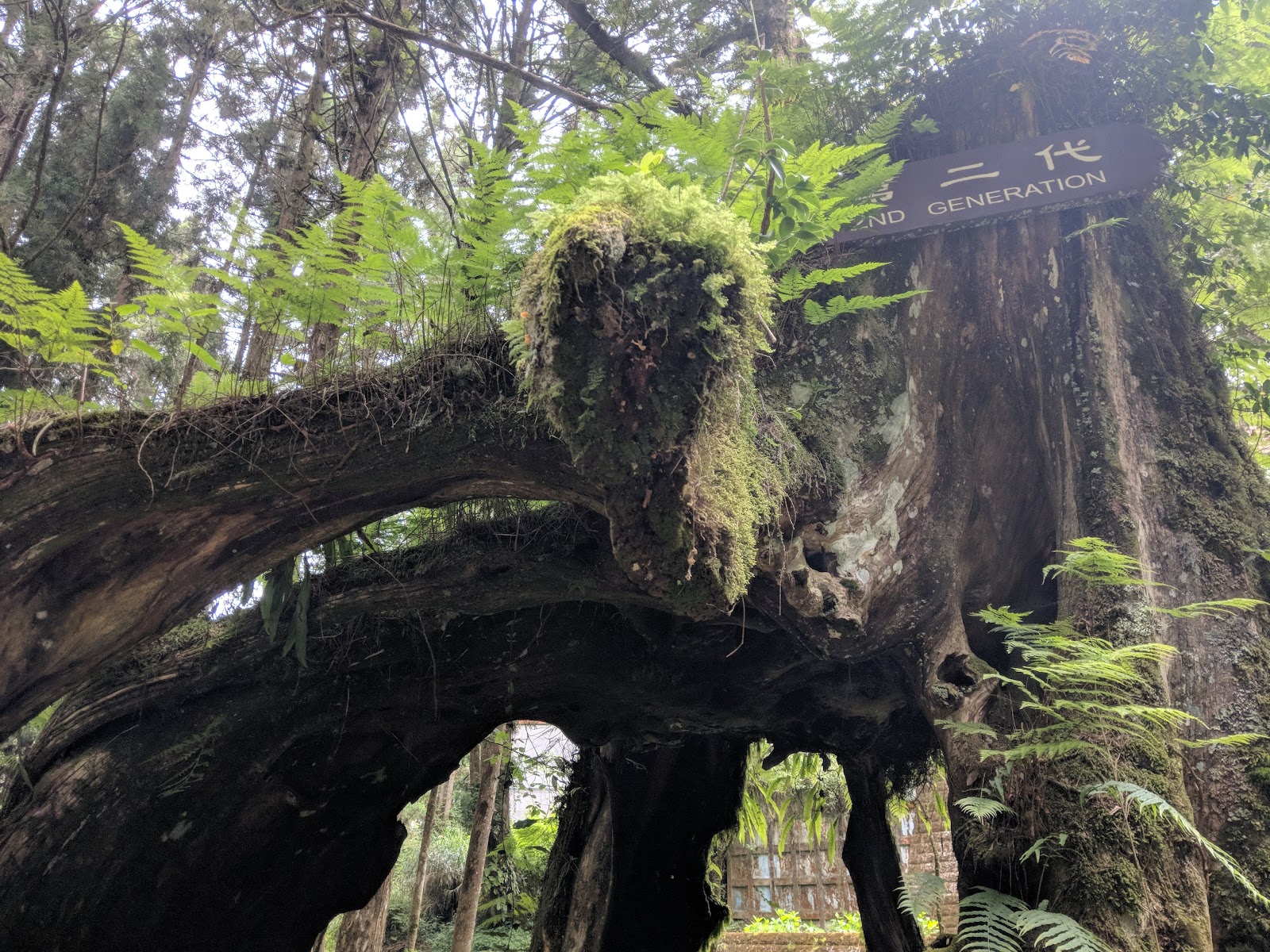 Three-Generation Tree — Oficiais