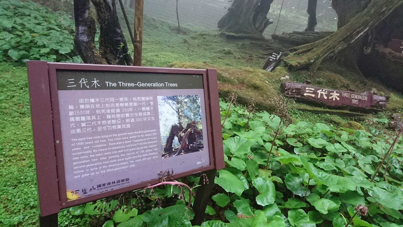 Three-Generation Tree — Oficiais