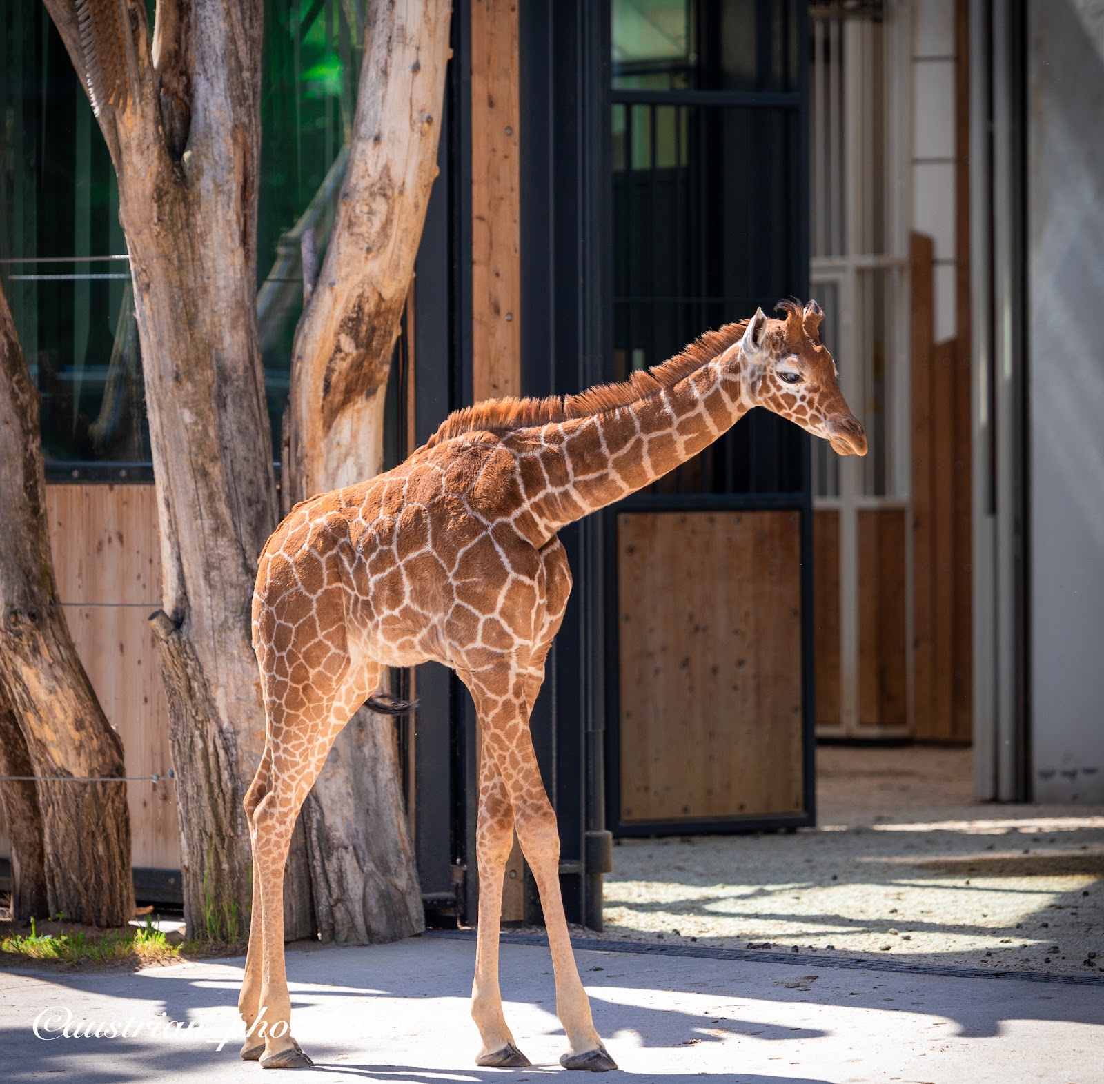 Tiergarten Schönbrunn — Oficiais